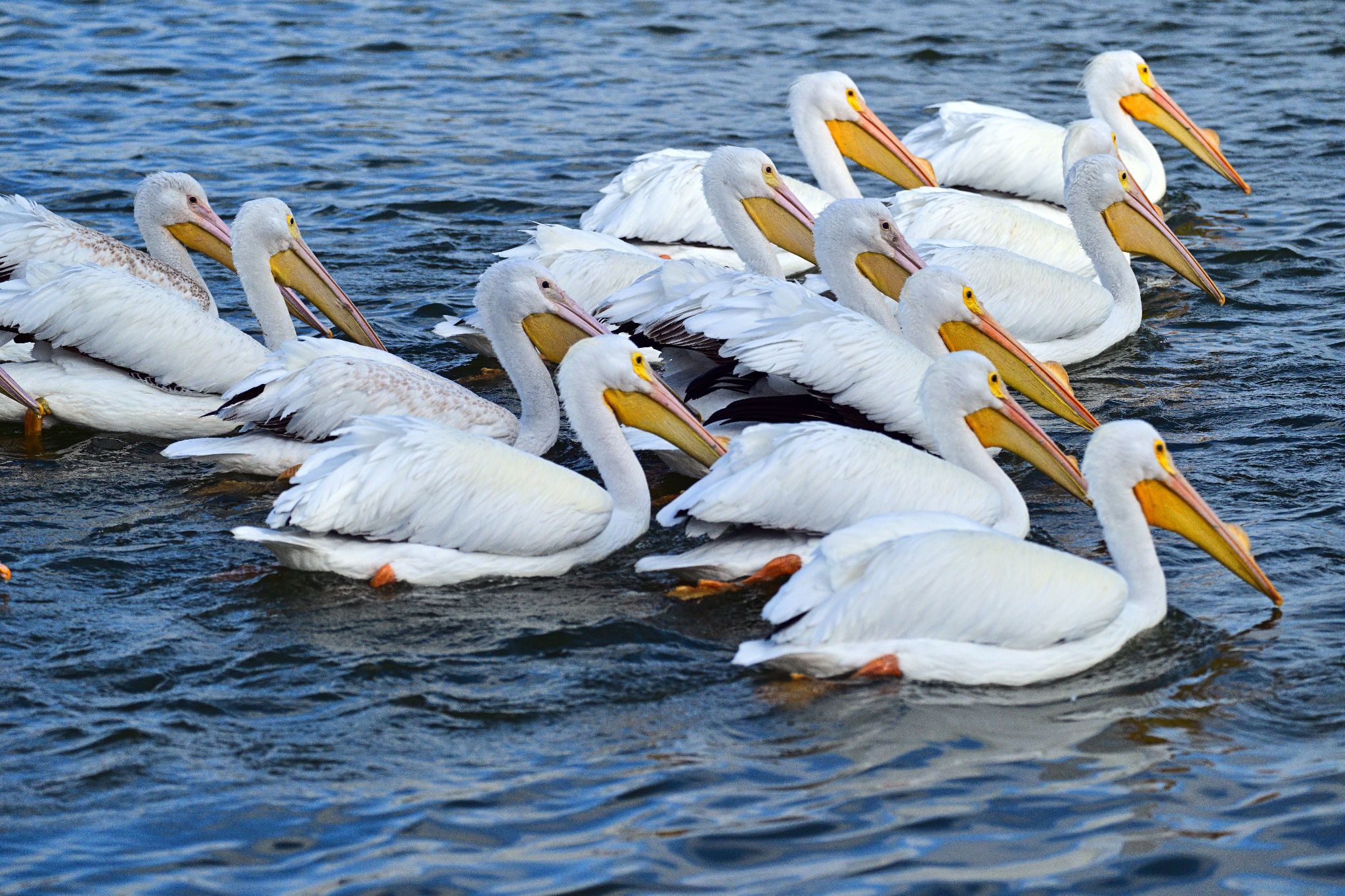 Community photo by Cecille