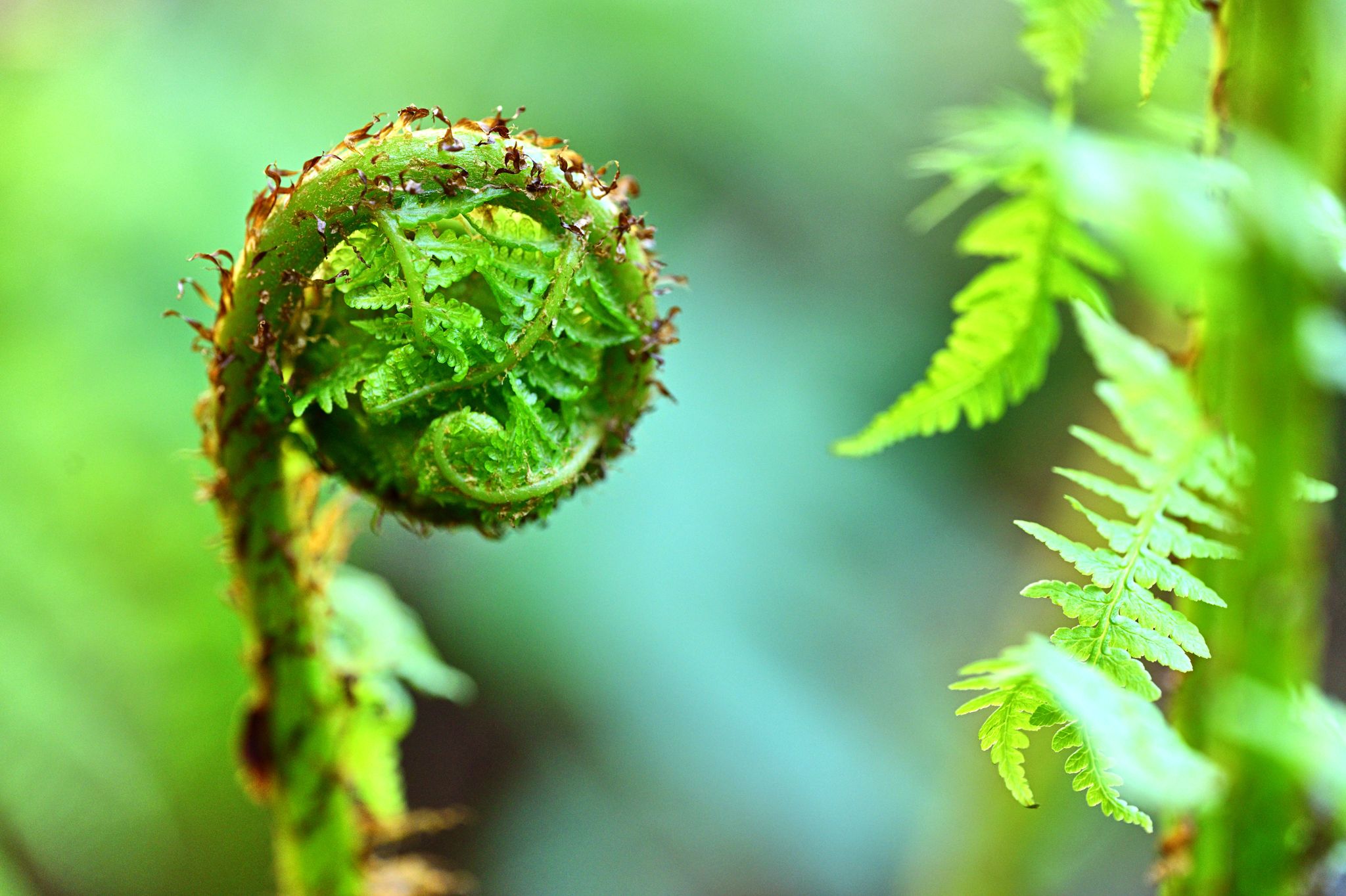 Community photo by Cecille Kennedy | Our Yard, Oregon Coast, Oregon