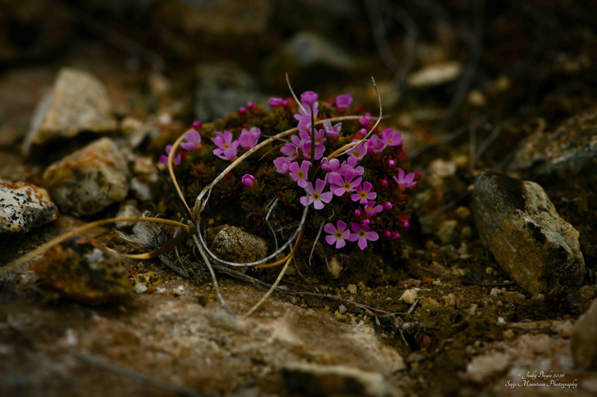Community photo by Judy Boyle | Whitehall, MT USA