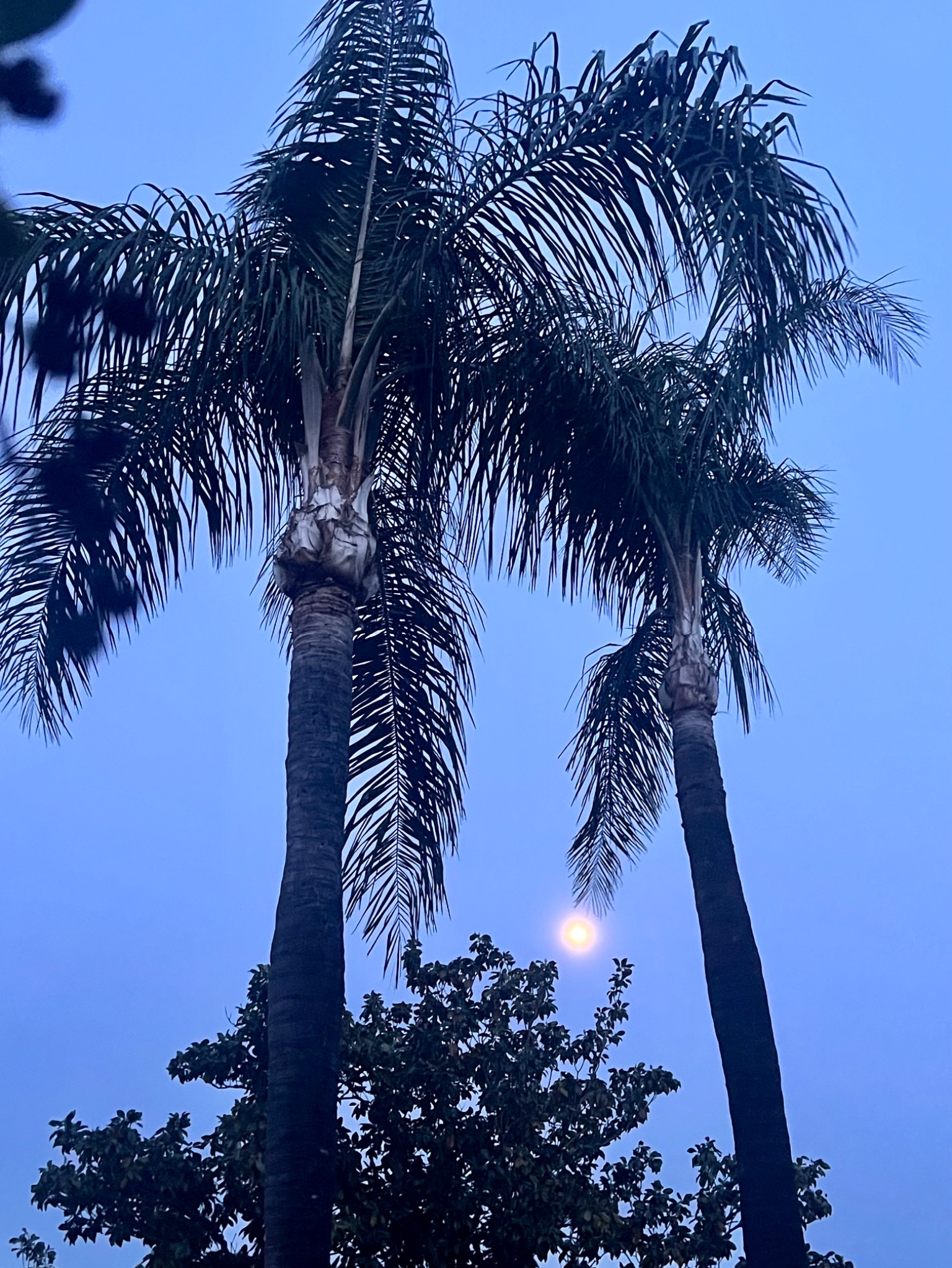 Community photo by Dolores Moreno | Highland, CA