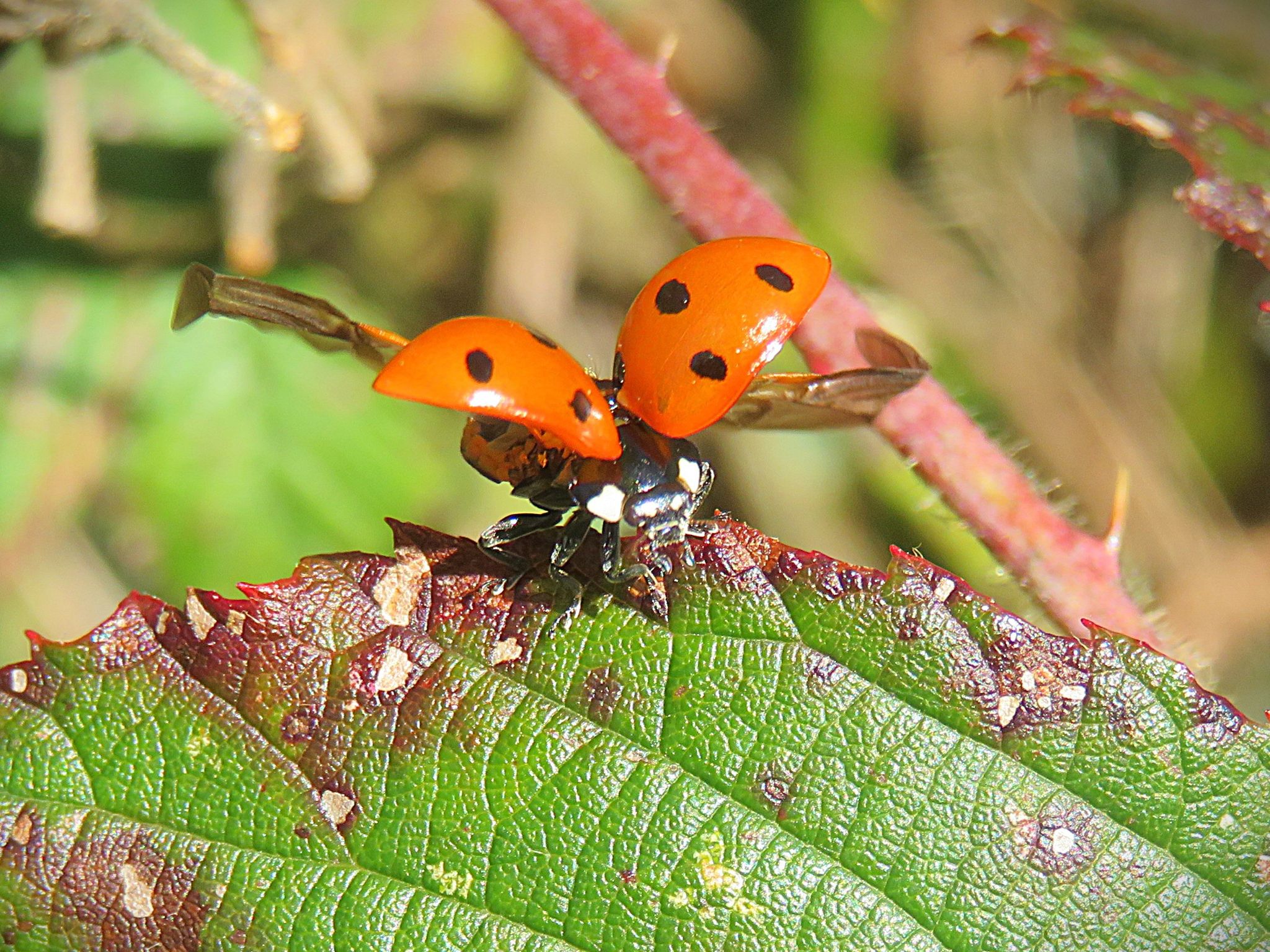 Community photo by Judith Gaffney | Birmingham, UK