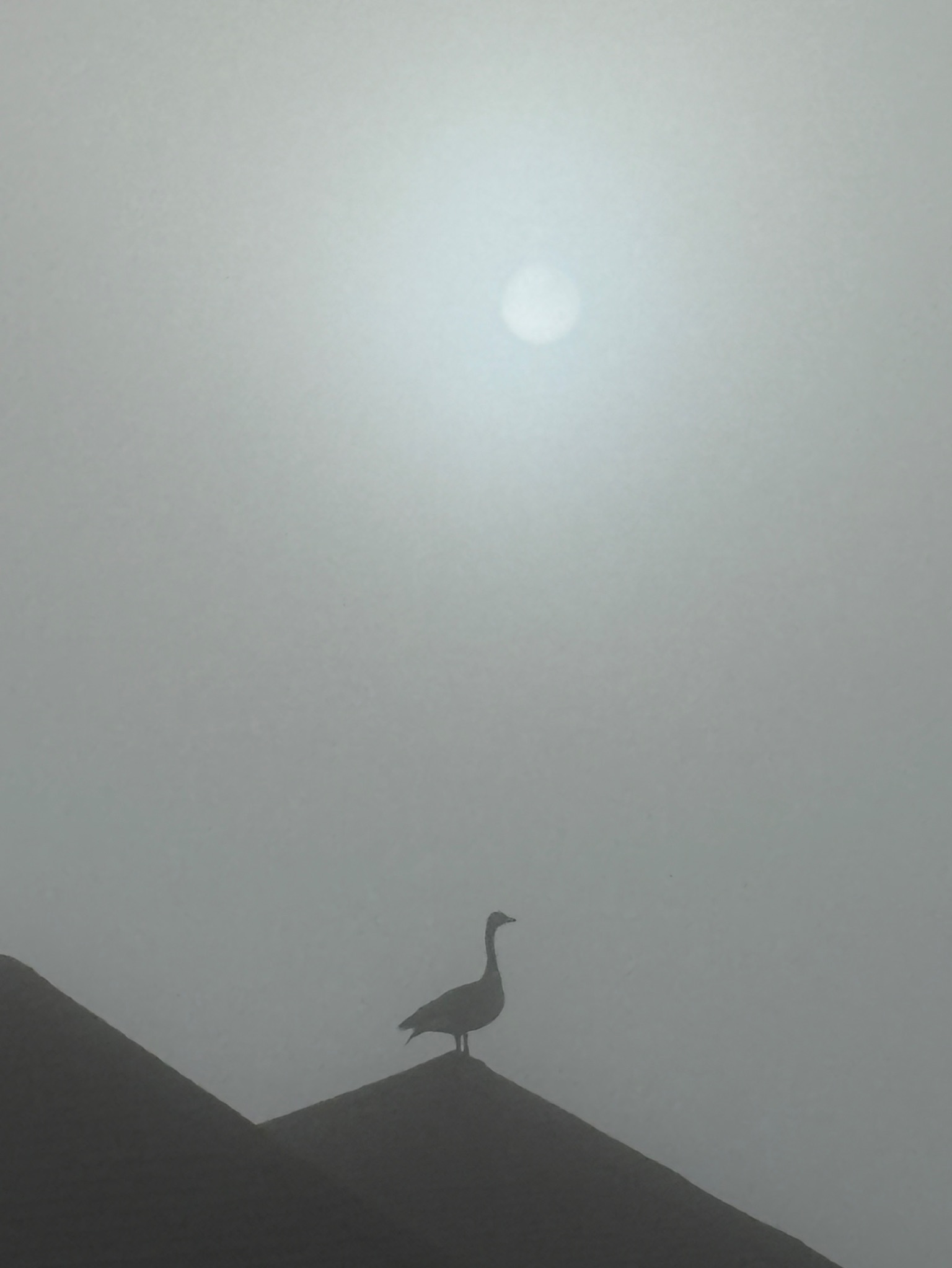 Community photo by Himanshu