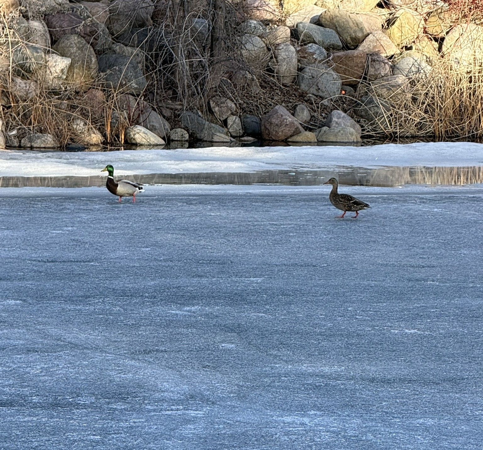 Community photo by Asha Prasad | Minnesota, USa
