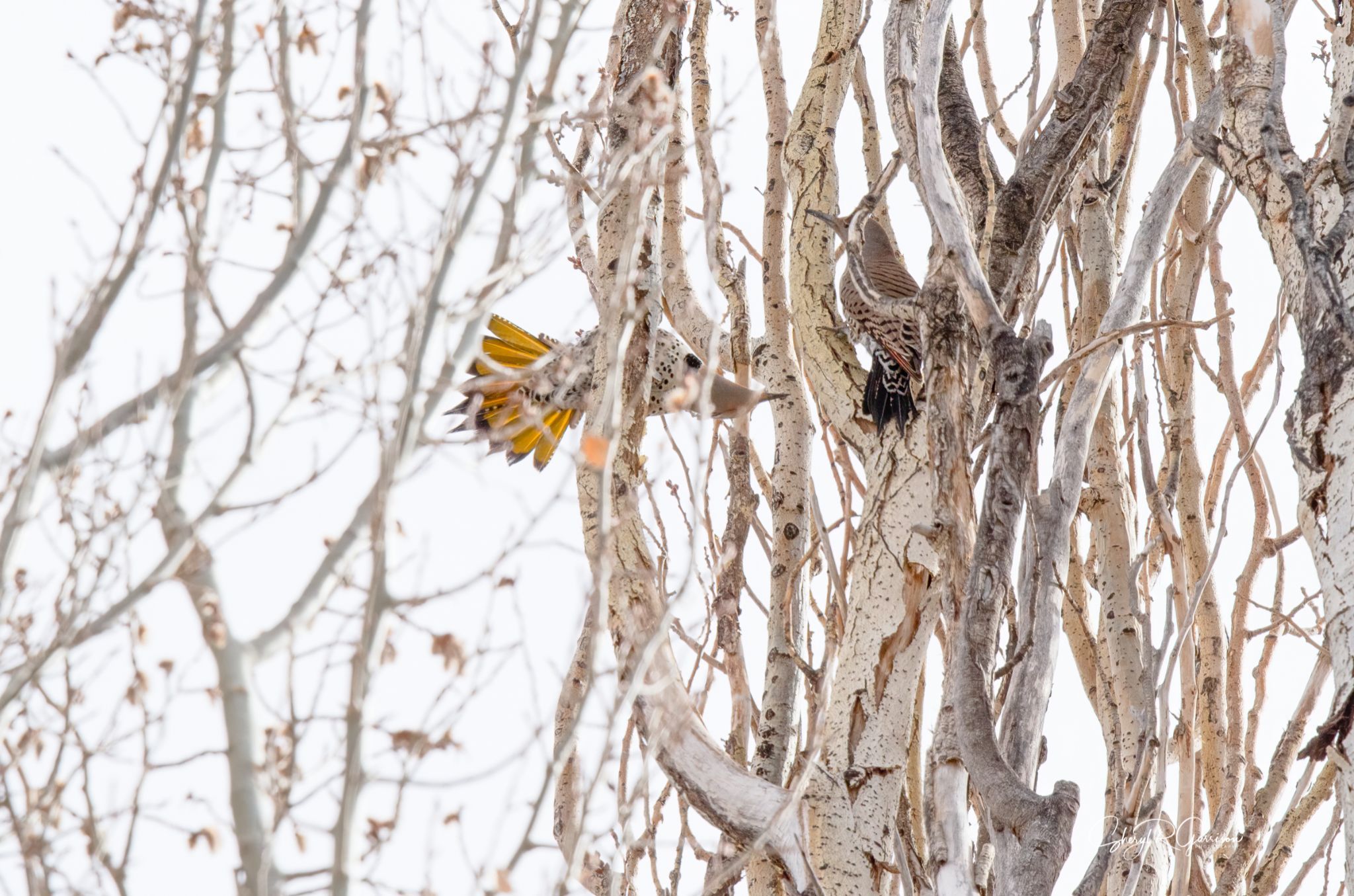 Community photo by Sheryl R Garrison | Southern Alberta, Canada