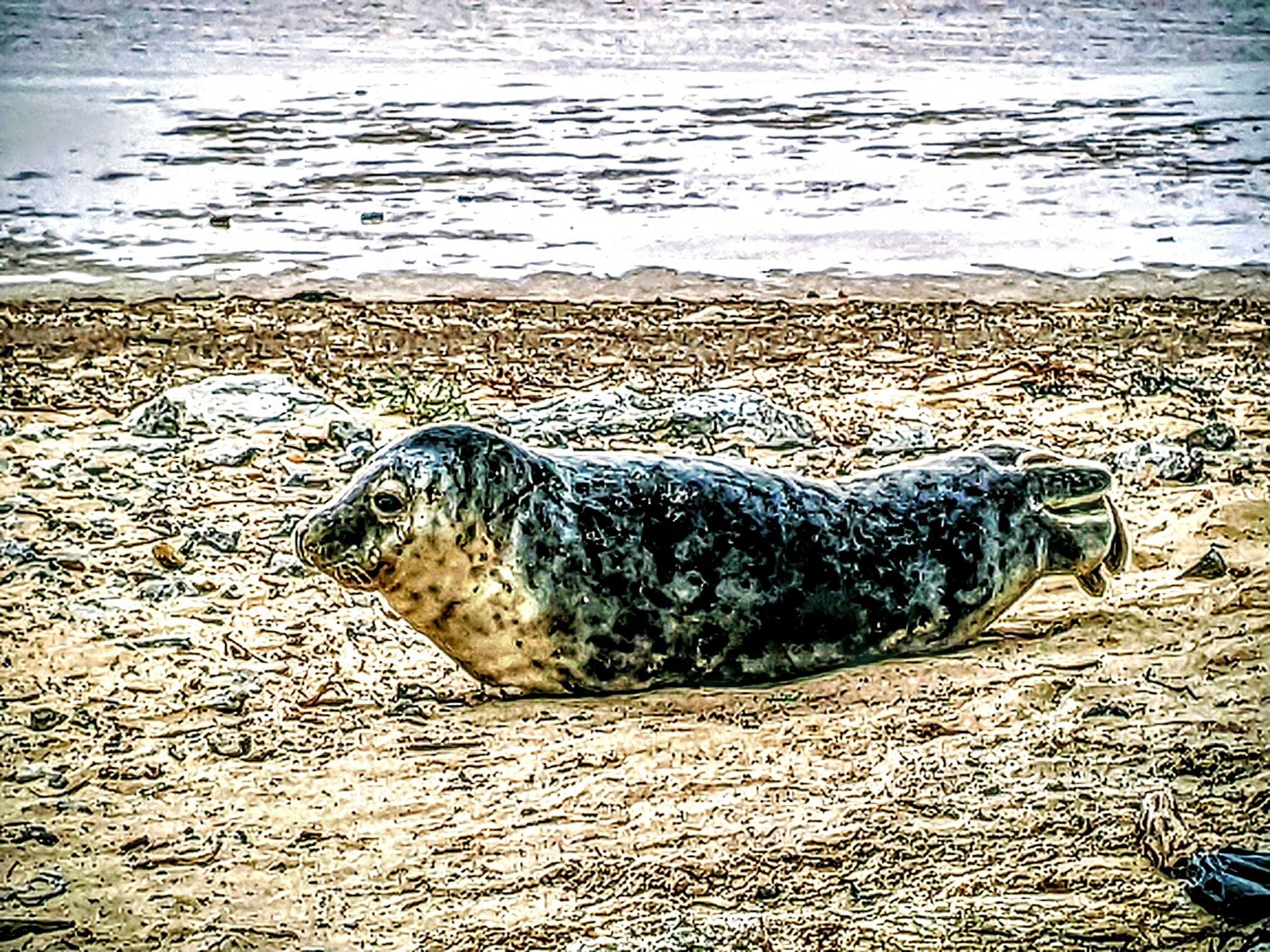 Community photo by Kevan Hubbard | Teesmouth Nature Reserve ,Co Durham ,England