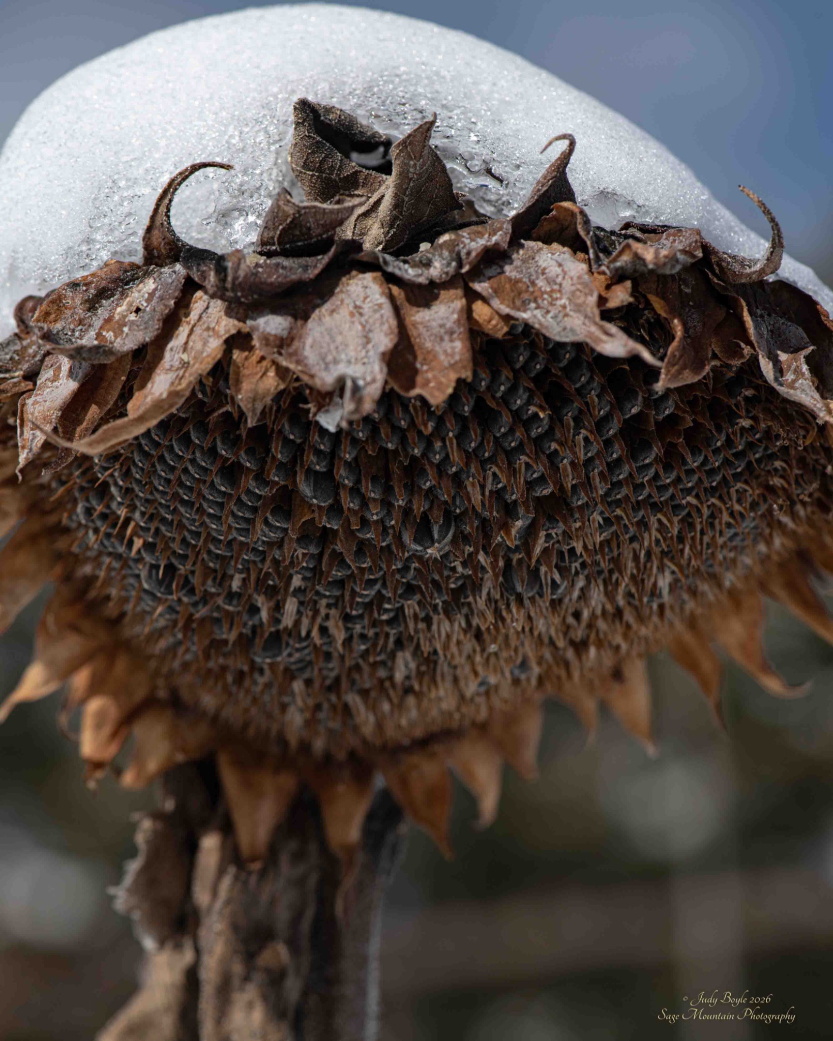 Community photo by Judy Boyle | Whitehall, Montana USA