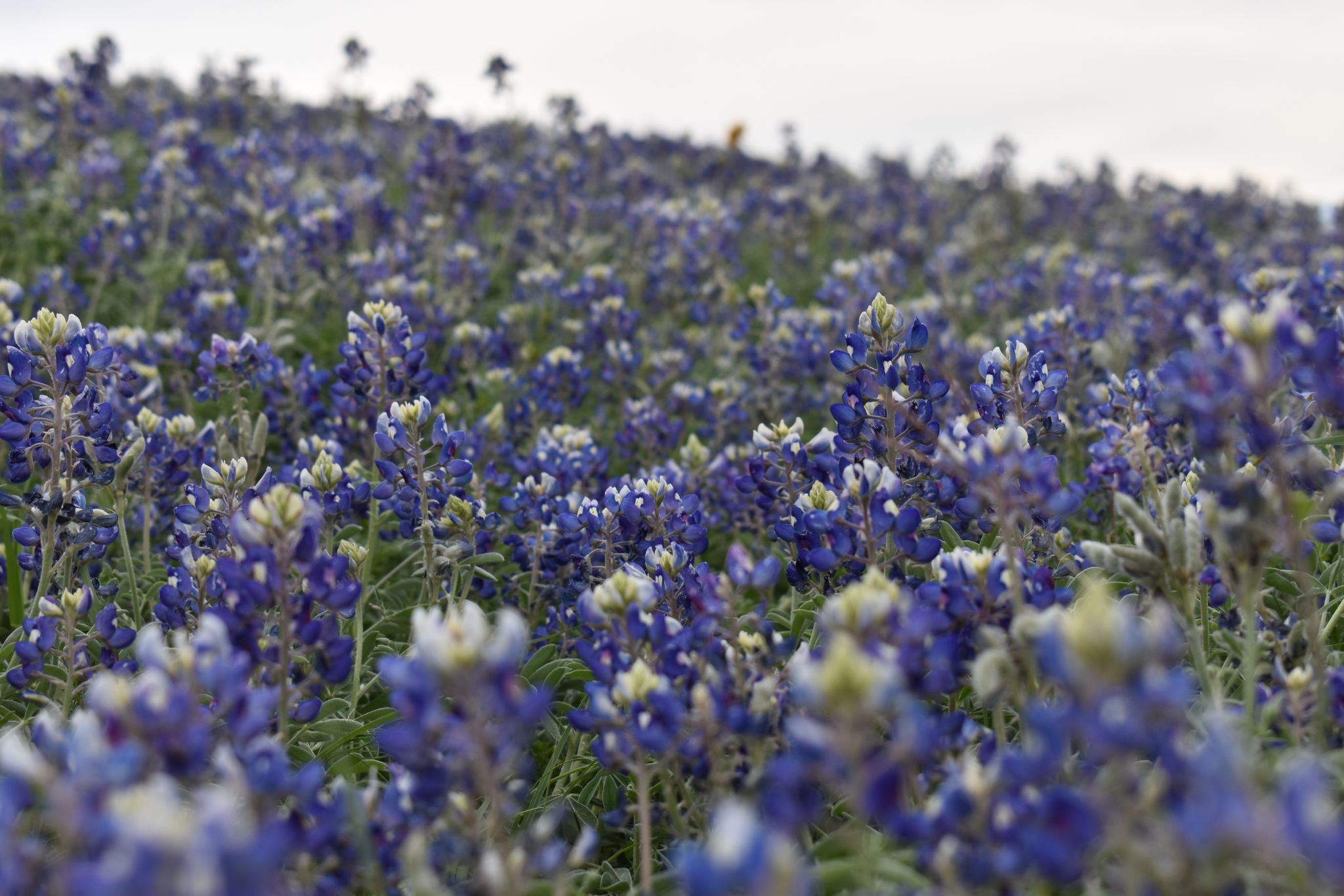 Community photo by James Gaulding | Austin, Texas, U.S.A.