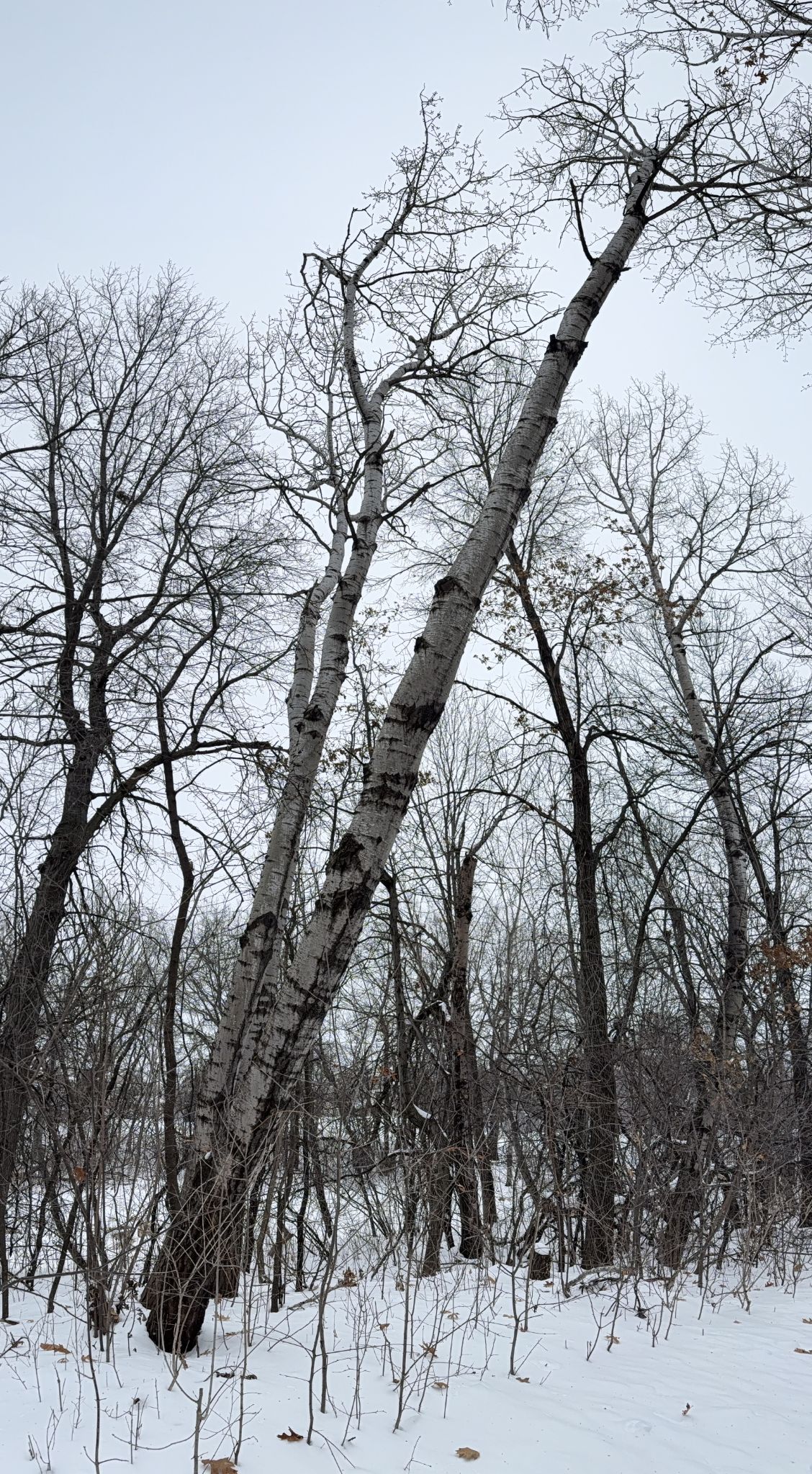 Community photo by Asha Prasad | Minnesota, USA