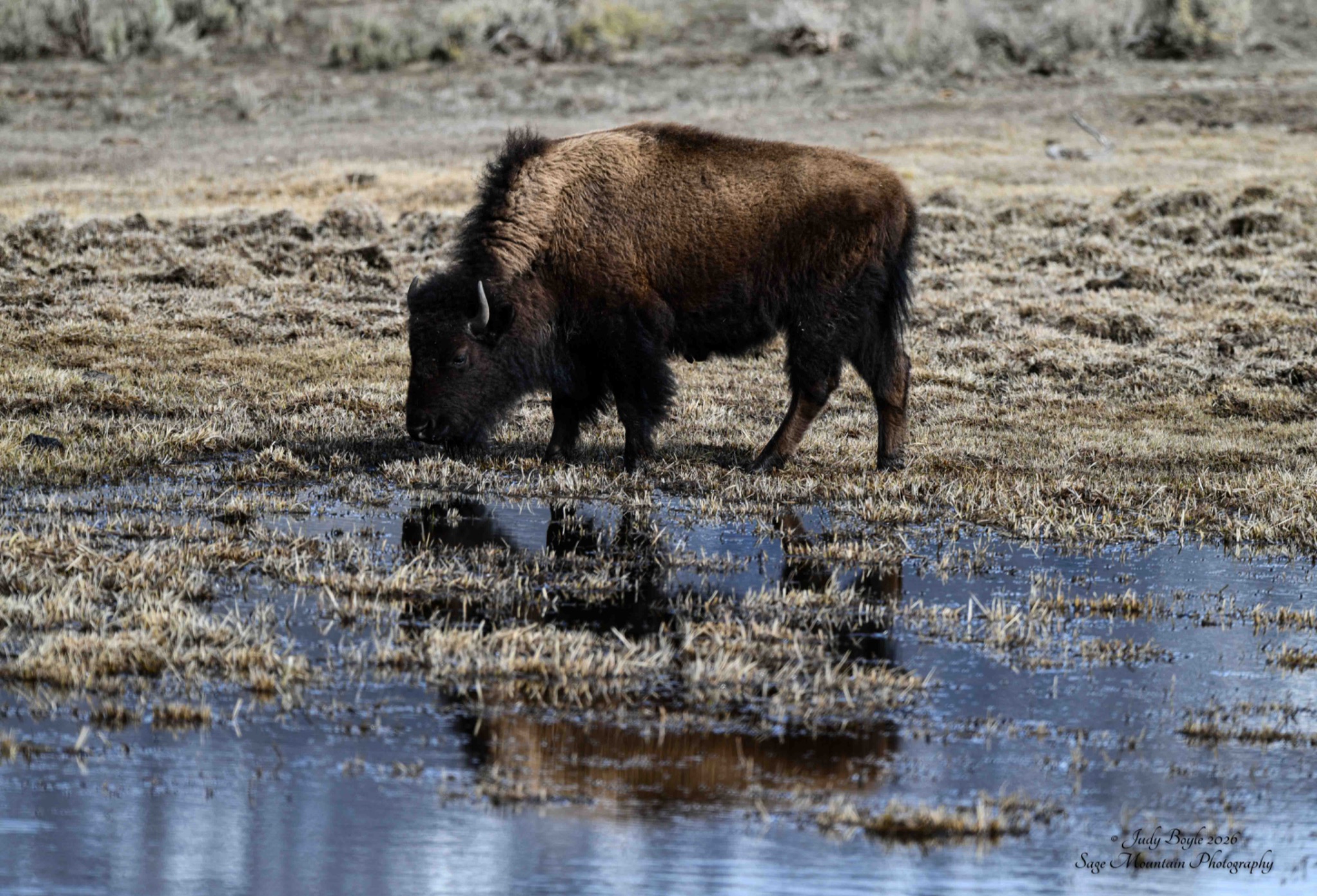 Community photo by Judy Boyle | Yellowstone National Park