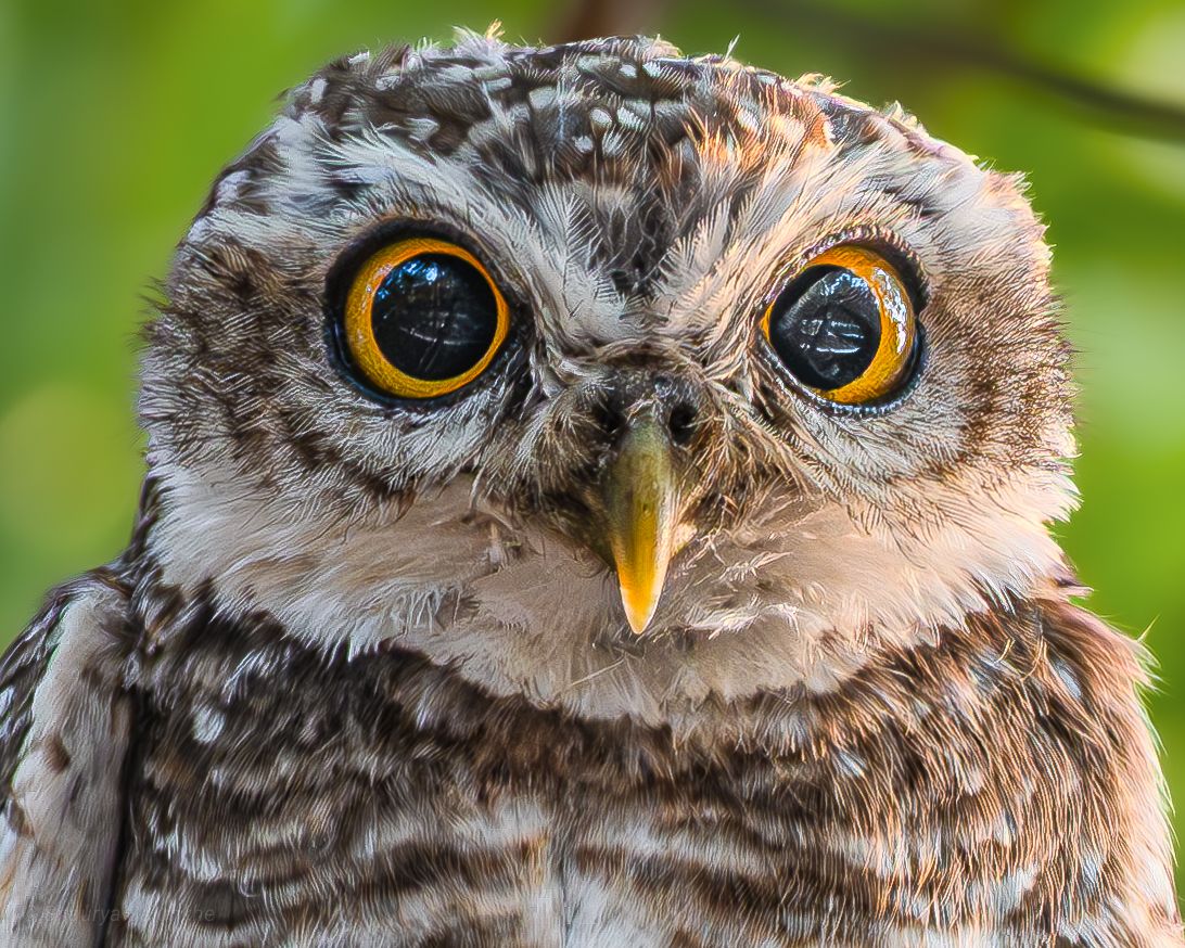 Community photo by Shaurya Salunkhe | Mhow, Madhya Pradesh, India