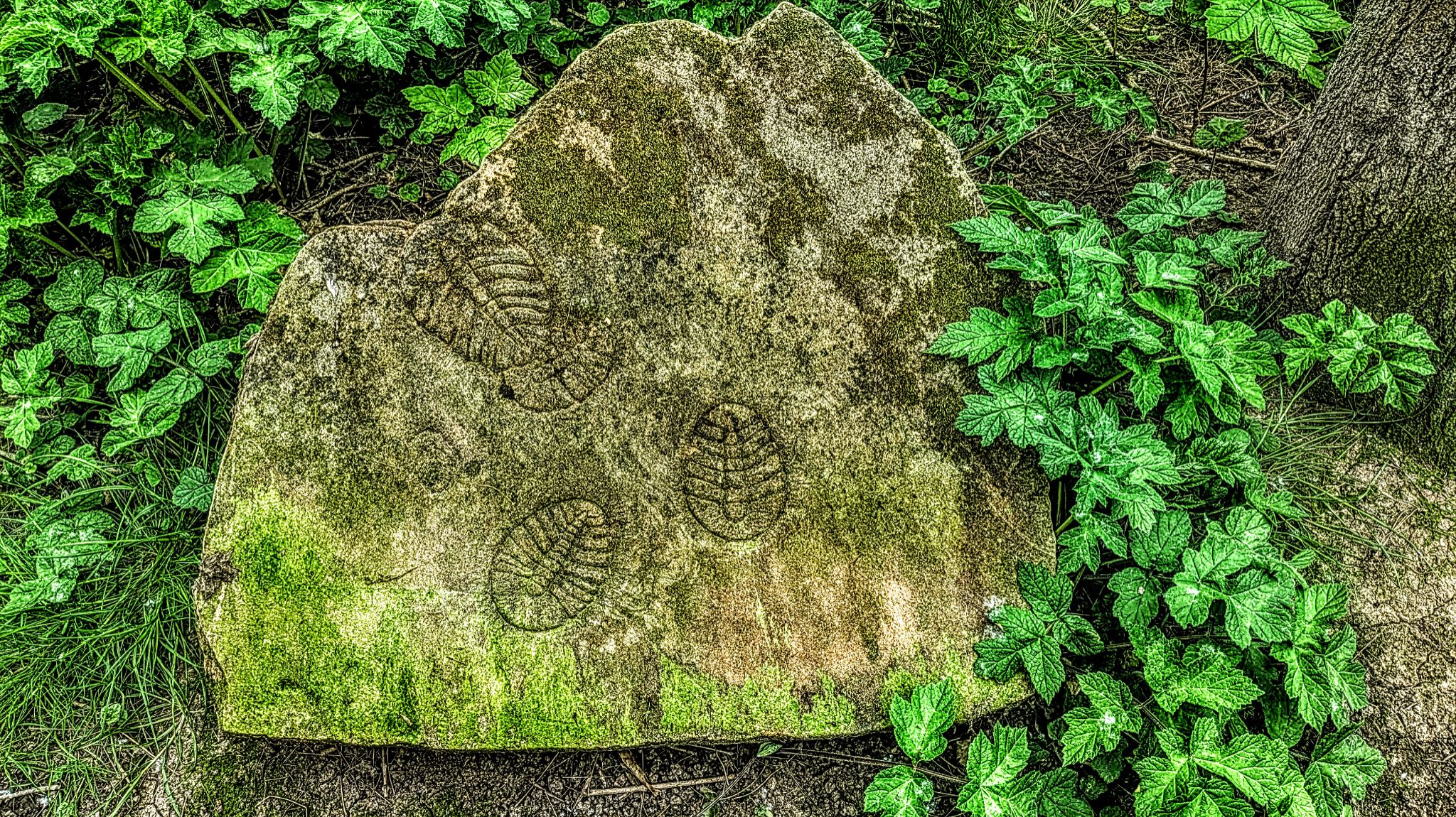 Community photo by Kevan Hubbard | Cowpen Bewley,Co Durham, England
