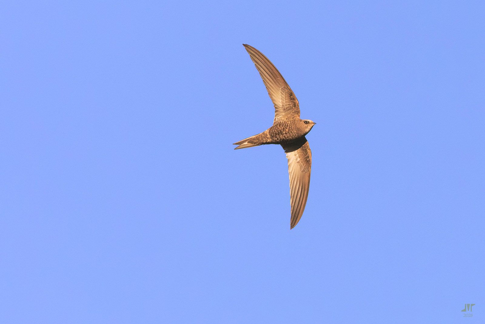 Community photo by juan manuel pérez rayego | Valverde de Mérida, Spain