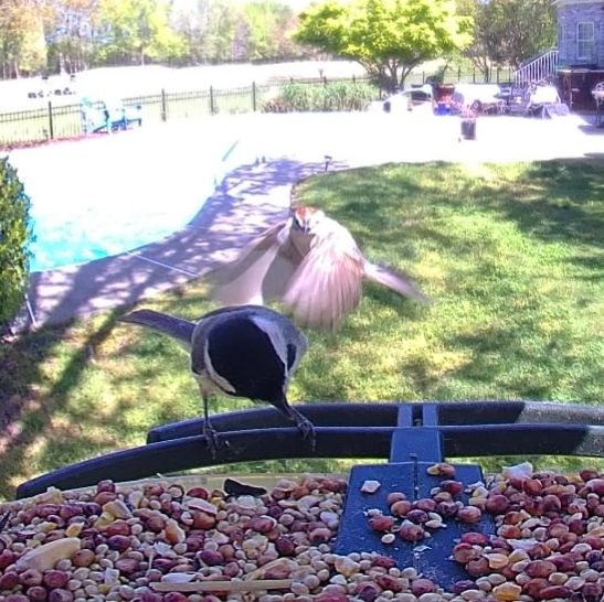 Community photo by Mark Wralstad | Virginia Beach, VA, USA