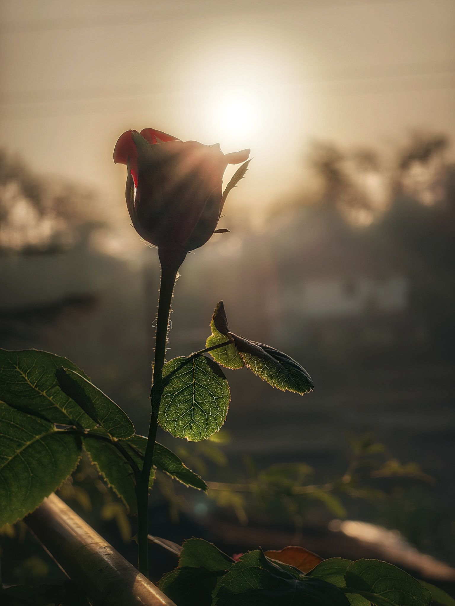 Community photo by Aayan Shaikh | Sindhudurg, Maharashtra, India