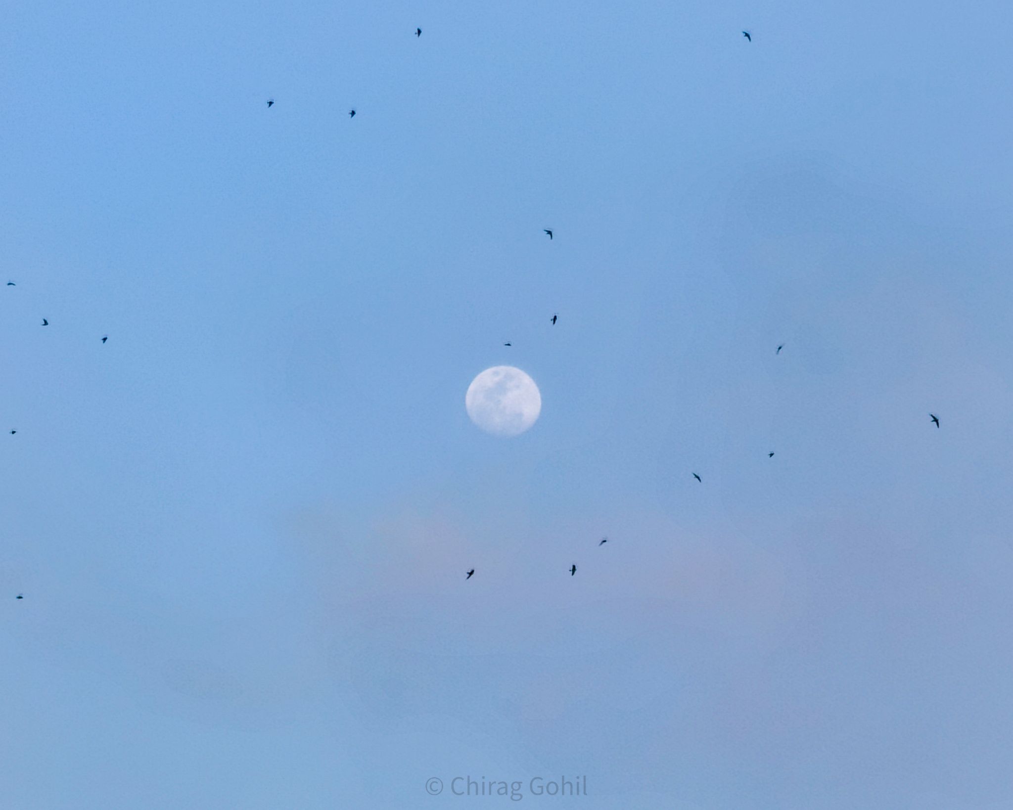 Community photo by Chirag Gohil | Surat, Gujarat, INDIA