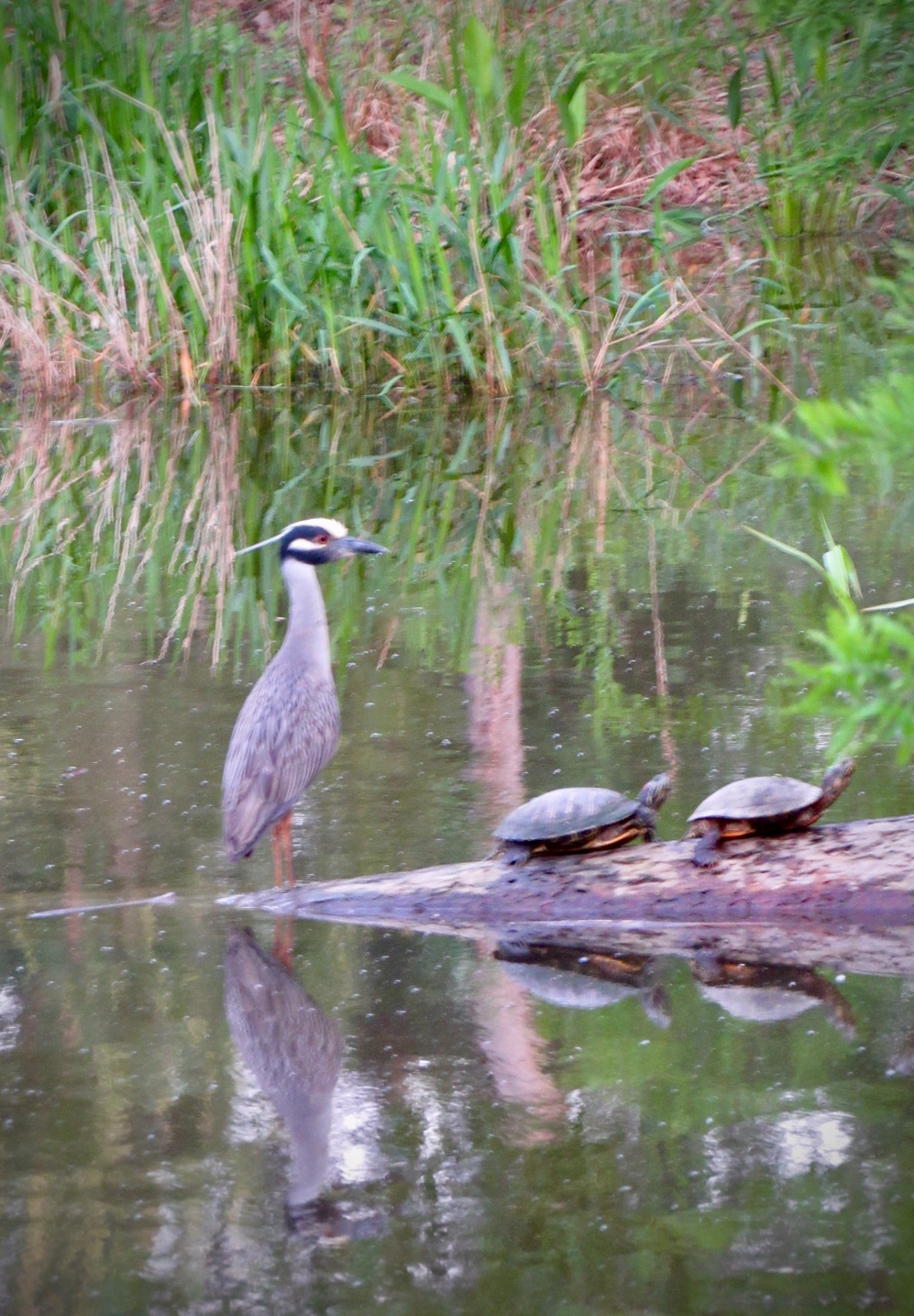 Community photo by N P | Houston TX