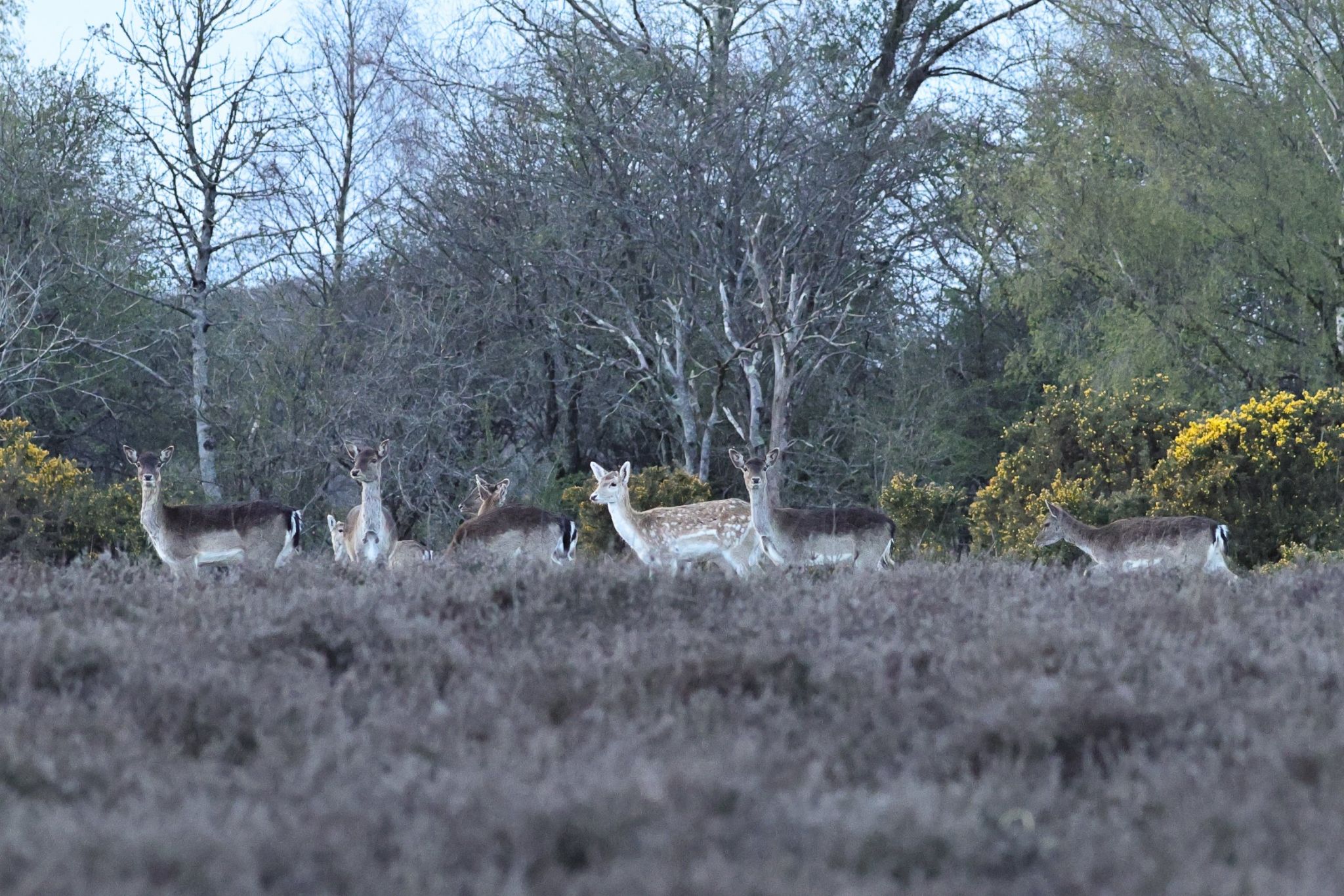 Community photo by Rusty Smith | New Forest, UK
