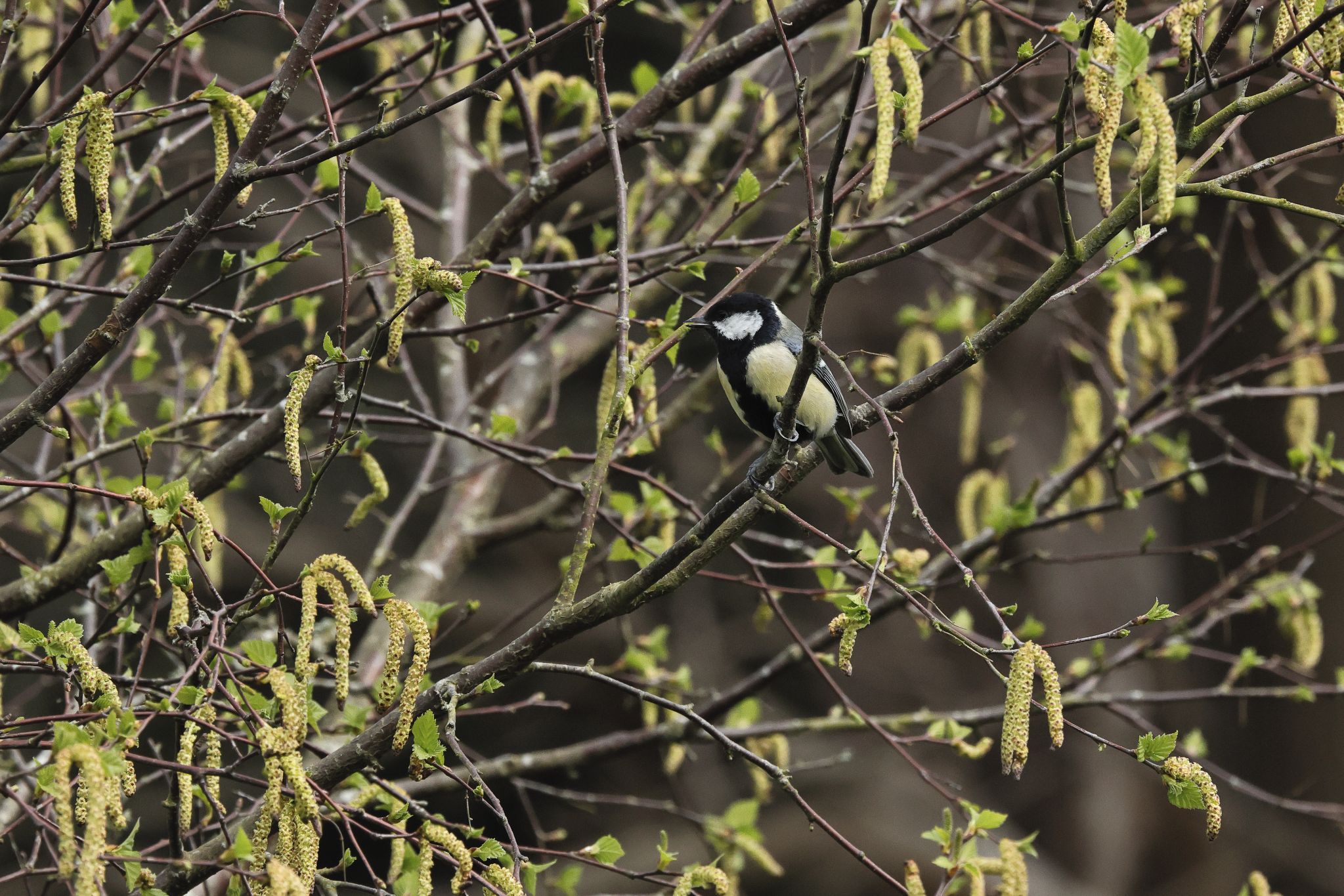 Community photo by Rusty Smith | Dorset, UK