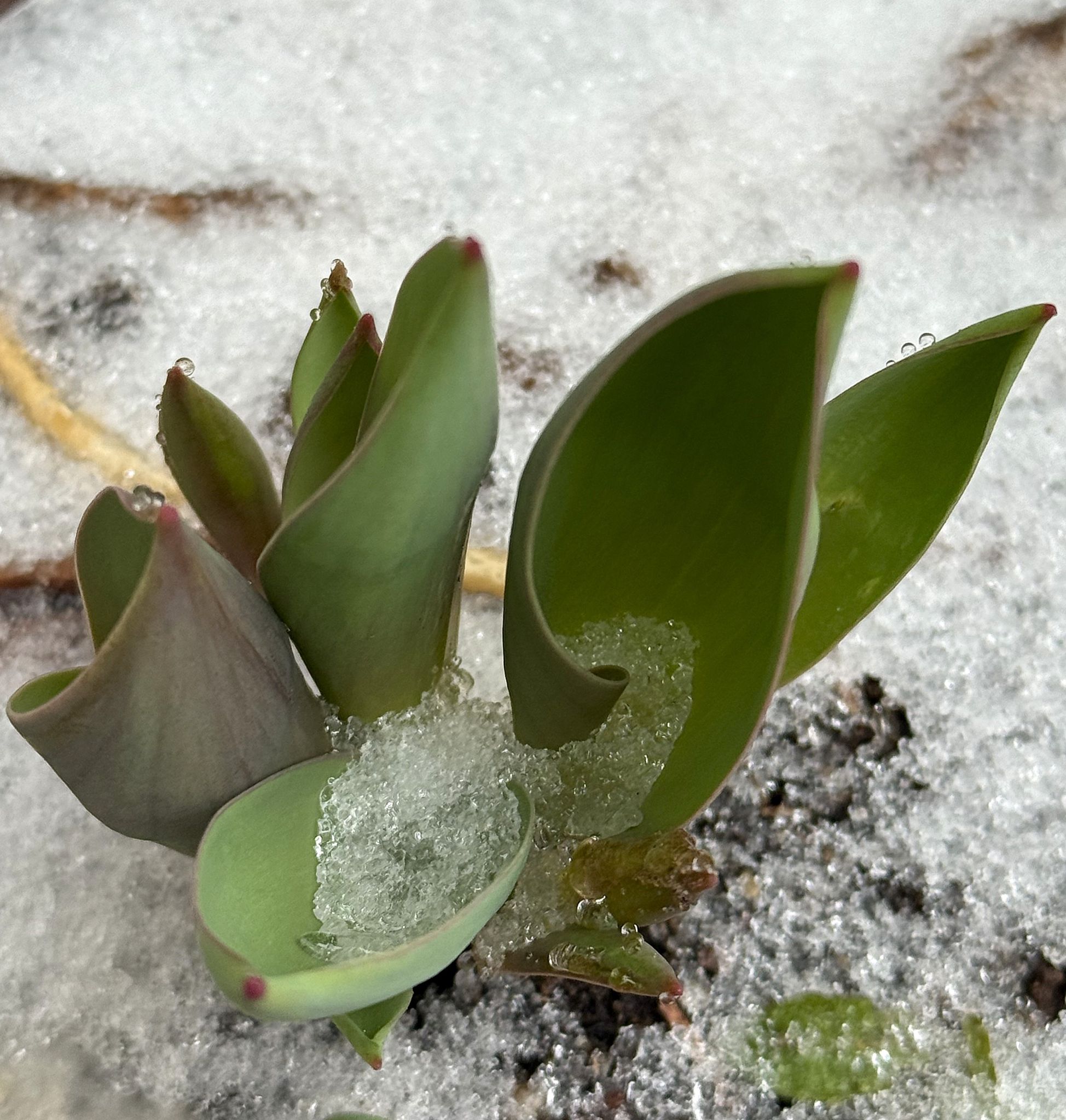 Community photo by Asha Prasad | Minnesota, USA