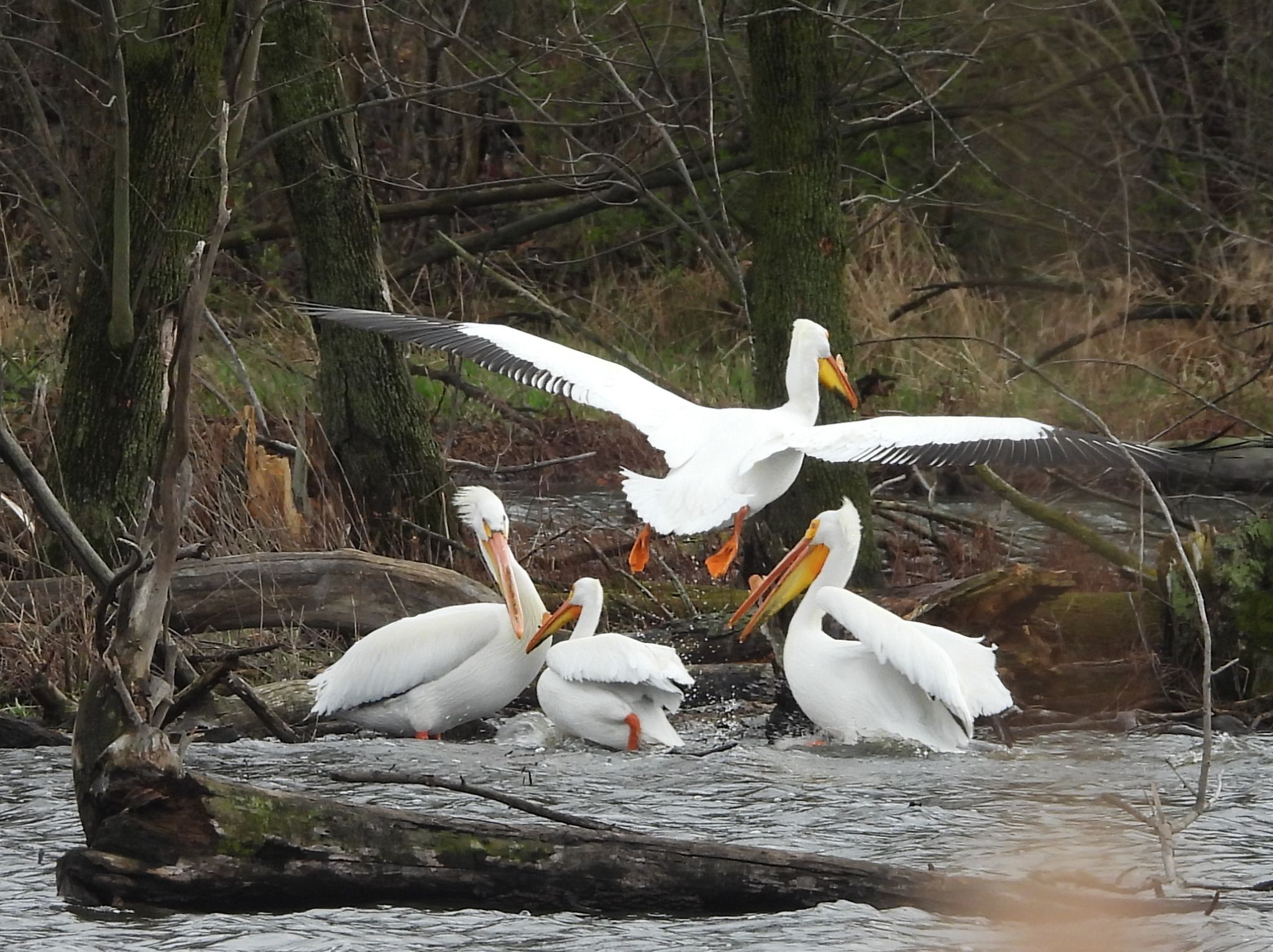 Community photo by Nina Gorenstein | West Lafayette, IN, USA