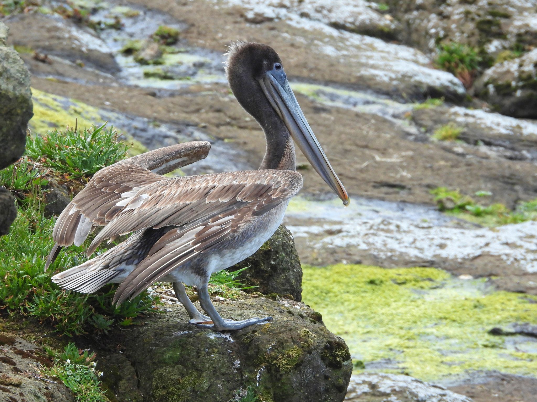 Community photo by Cecille Kennedy | Pirate Cove, Oregon
