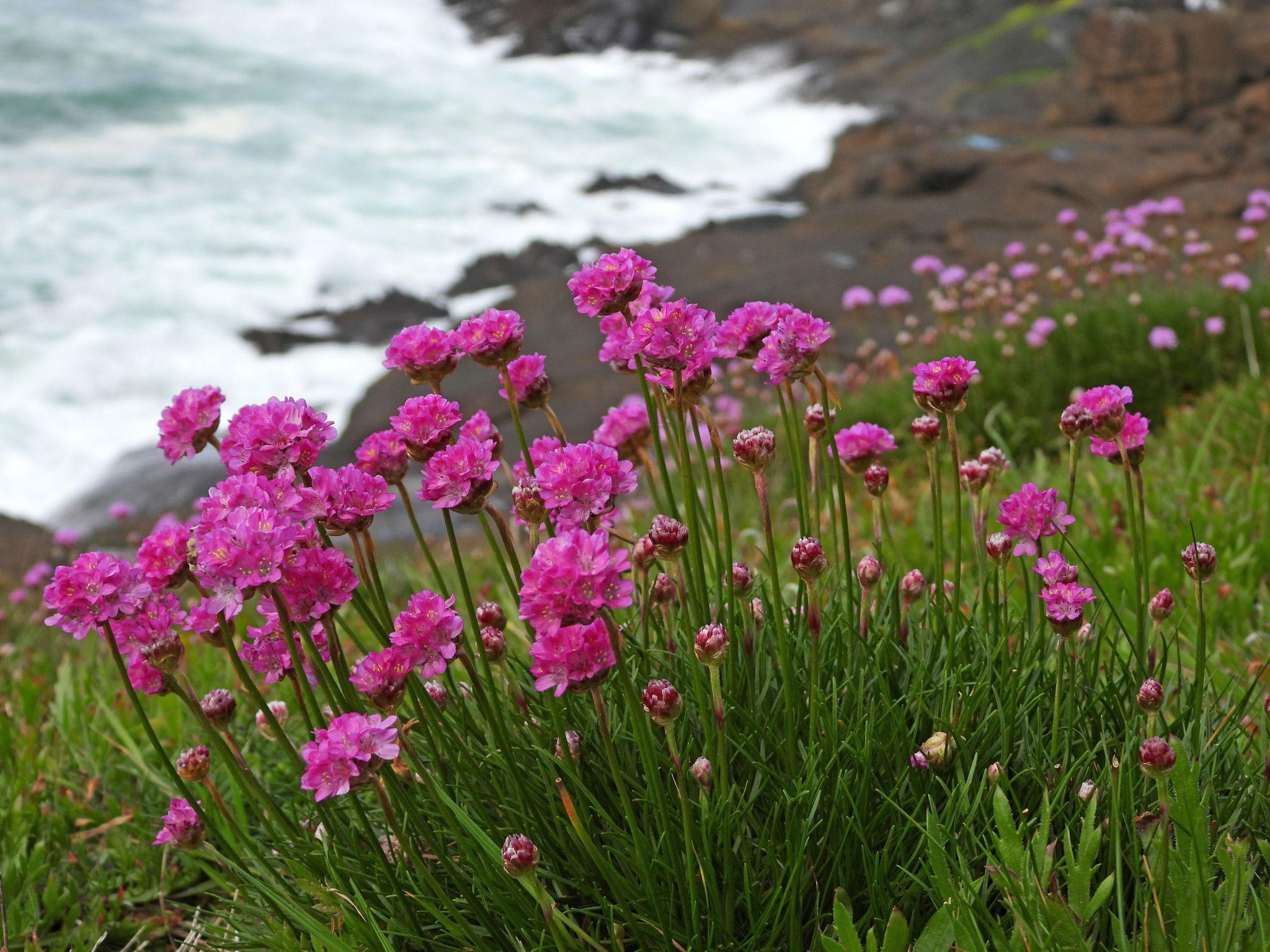 Community photo by Cecille Kennedy | Pirate Cove, Oregon