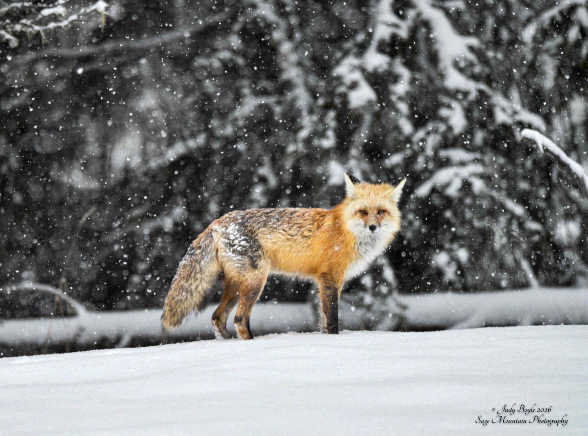 Community photo by Judy Boyle | Silver Gate, Montana USA