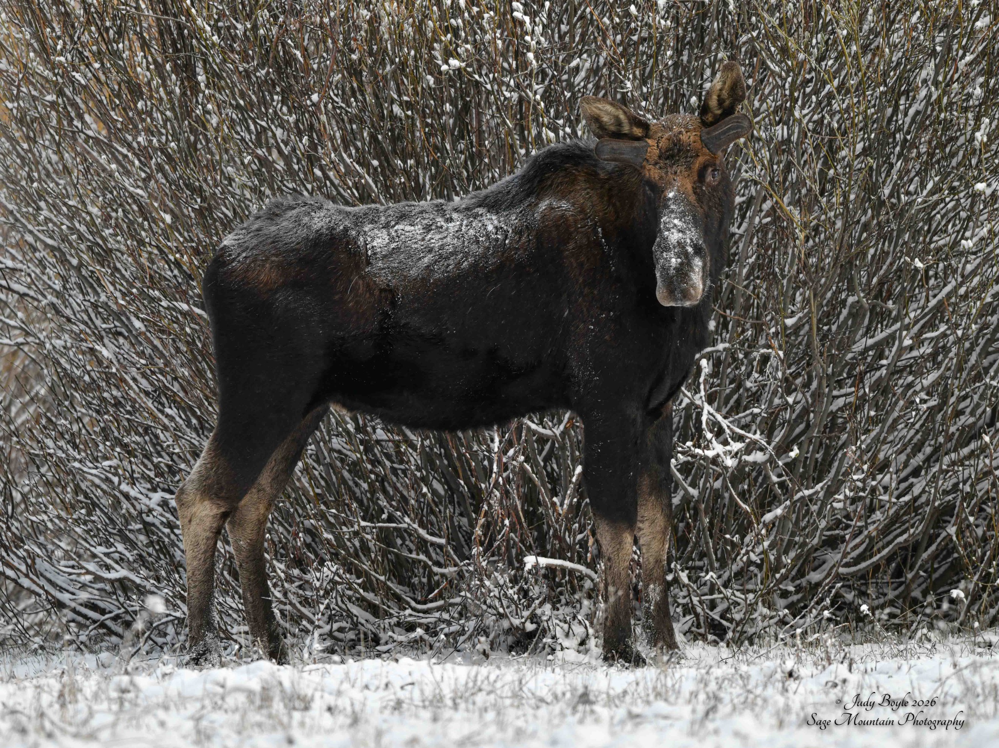 Community photo by Judy Boyle | Yellowstone National Park