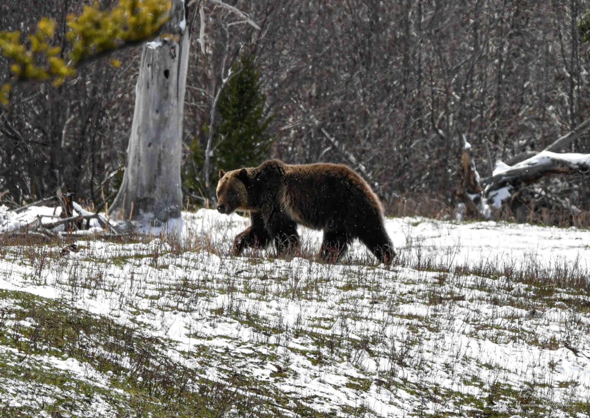 Community photo by Judy Boyle | Yellowstone National Park, Wyoming USA