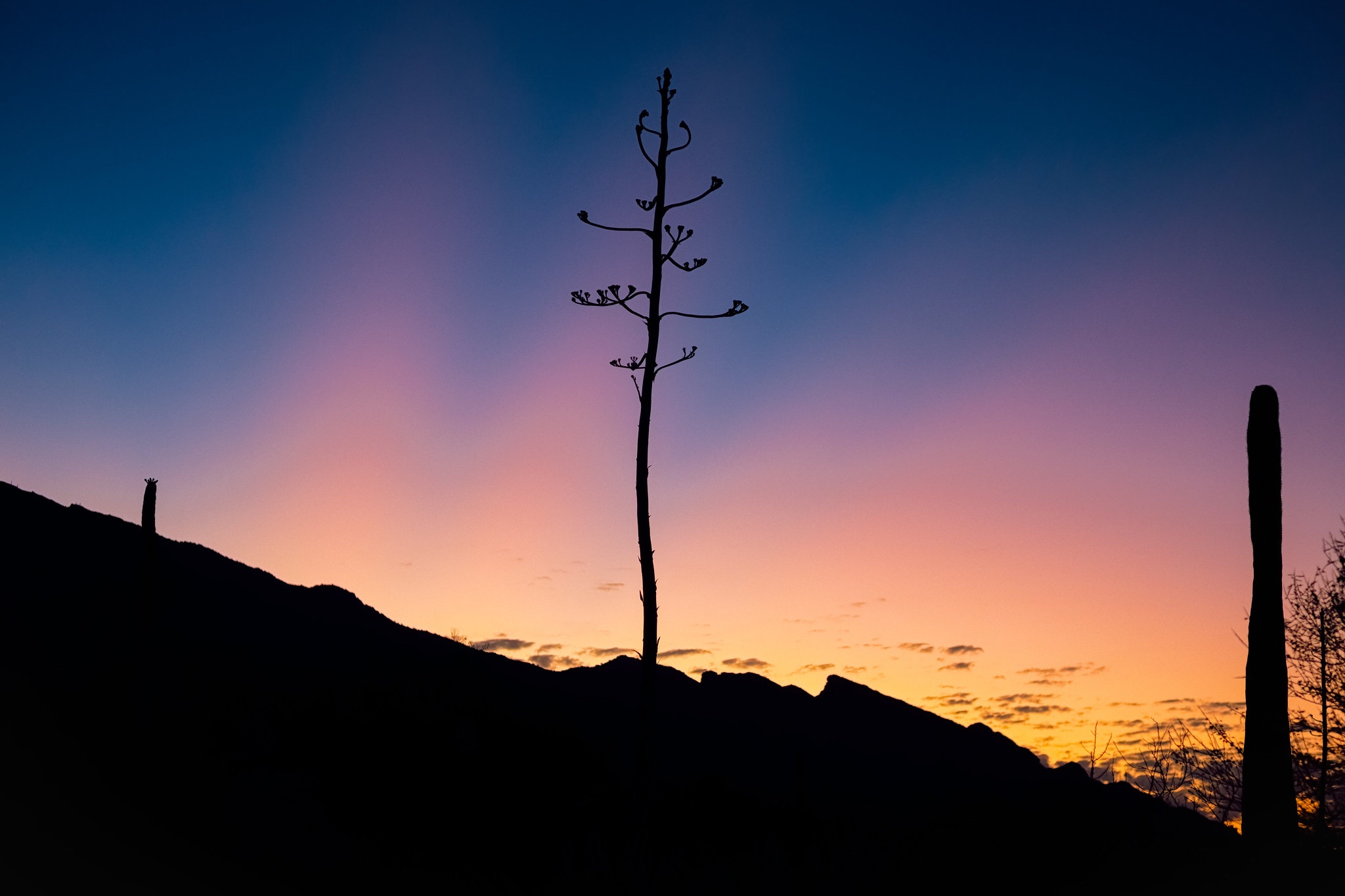 Community photo by Eliot Herman | Tucson AZ