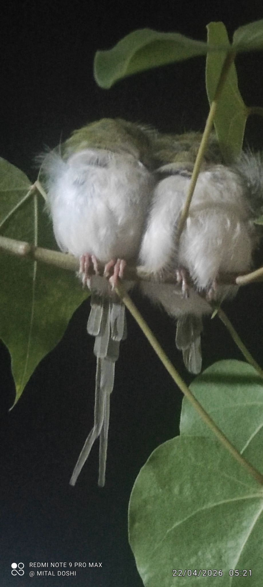 Community photo by Mital Doshi | Igatpuri (Tapovan2), Maharashtra, India