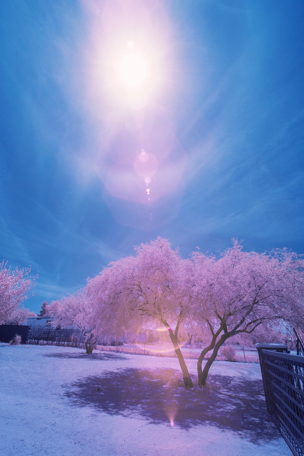 Community photo by Jelieta Walinski Ph.D | Desert Bloom Observatory, AZ, USA