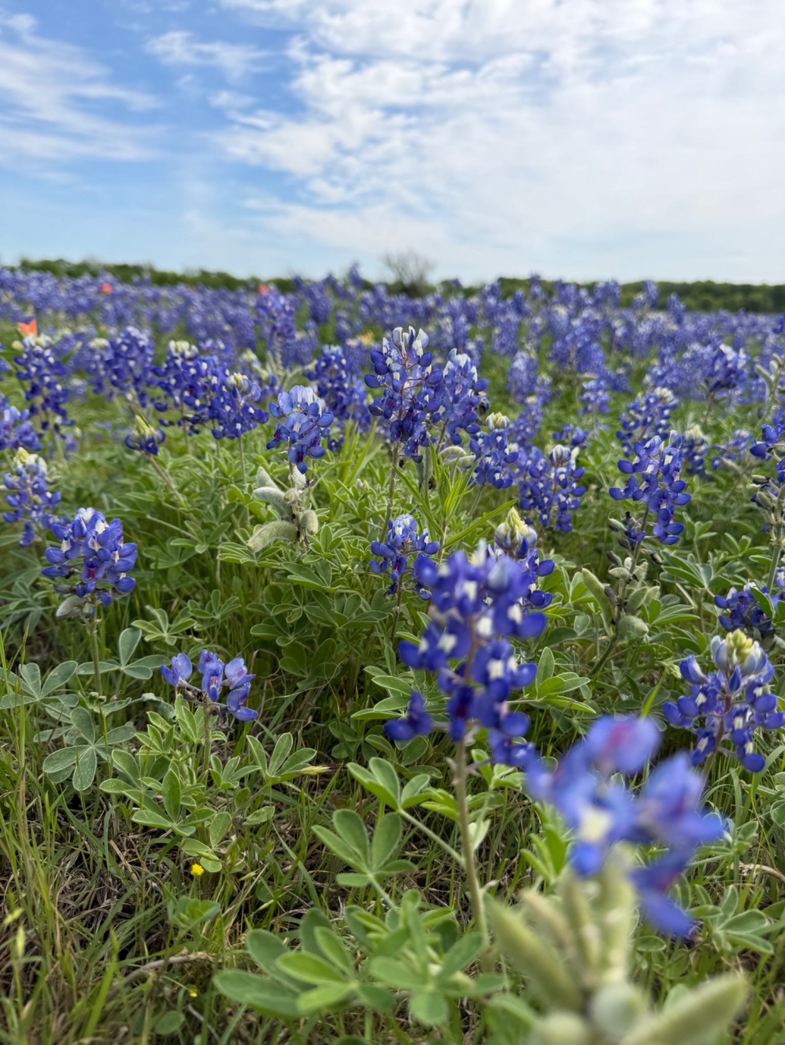 Community photo by Emily Kudron | Ennis. TX