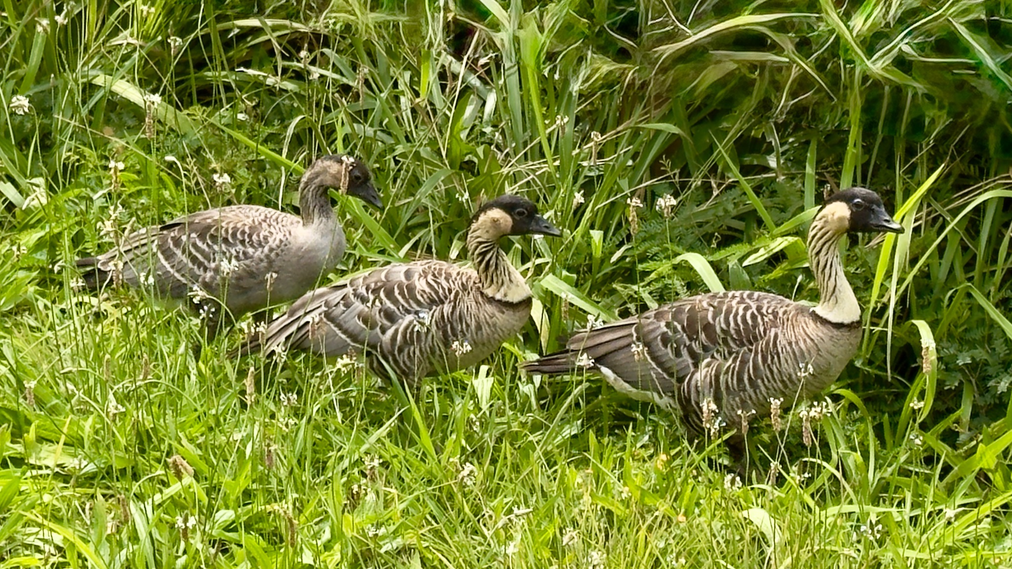 Community photo by Janet Devadoss-Yoder | Kilauea, Kauai, Hawaii, USA