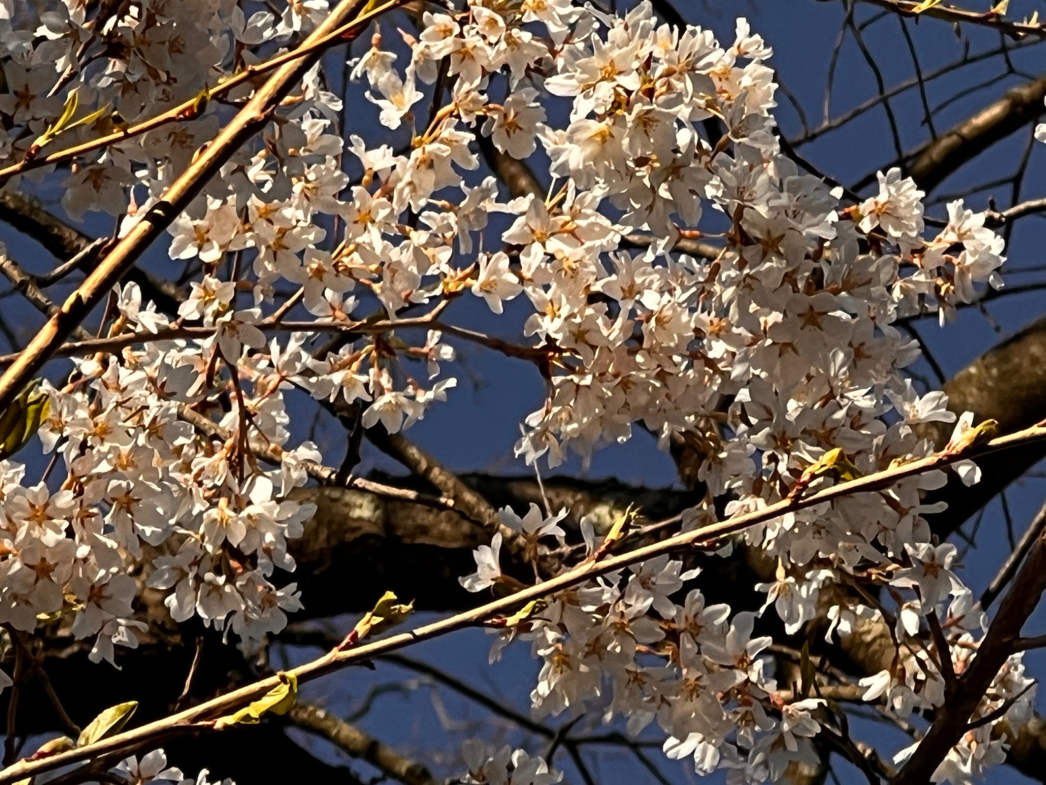 Community photo by Sudhir Sharma | Stormville, NY