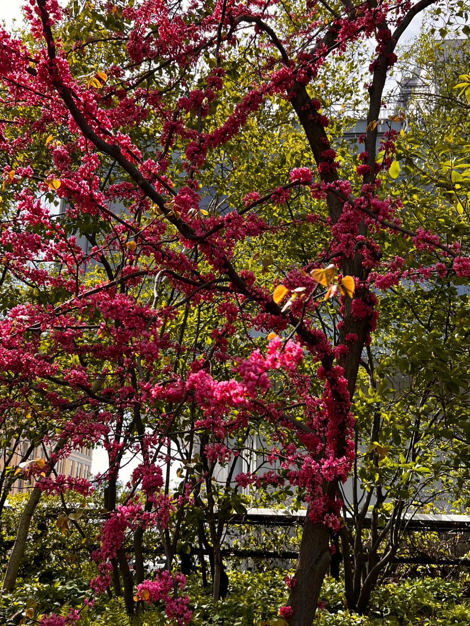 Community photo by Sudhir Sharma | New York, NY