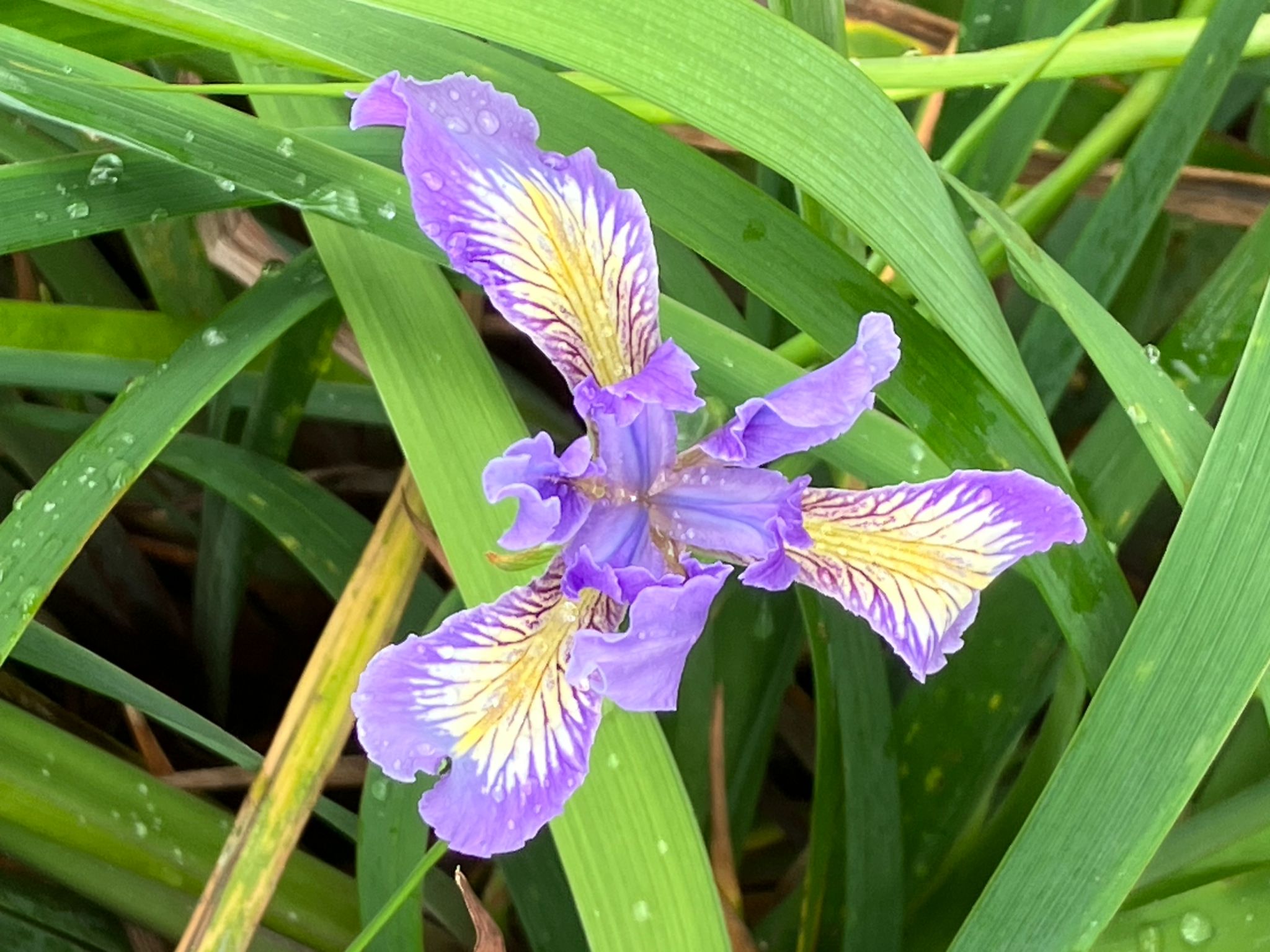Community photo by LESLIE SCOPES Anderson | Arcata, CA. USA