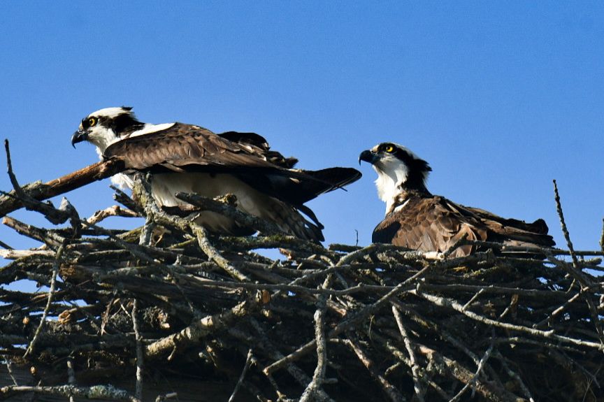 Community photo by Lorraine Boyd | Fort Edward