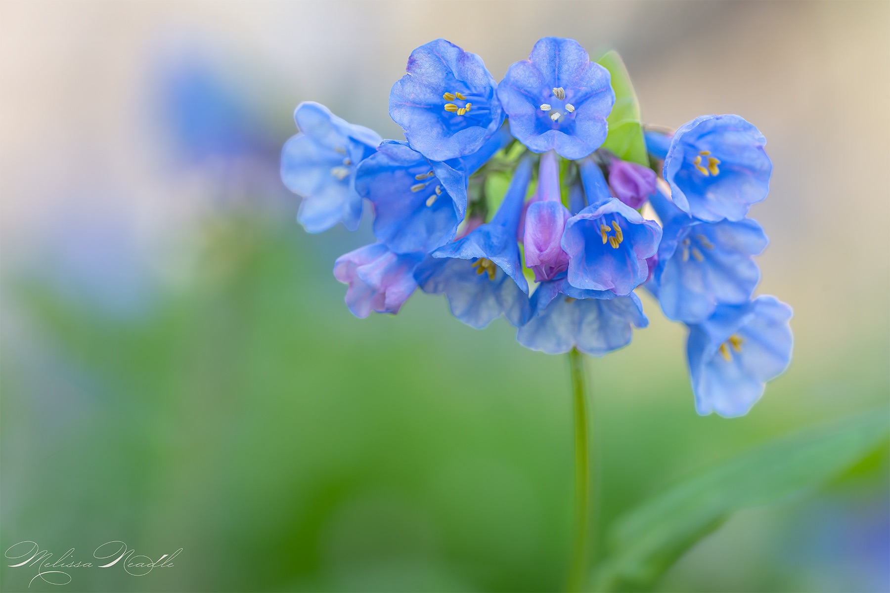Community photo by Melissa Neadle | Bull Run Regional Park, Virginia