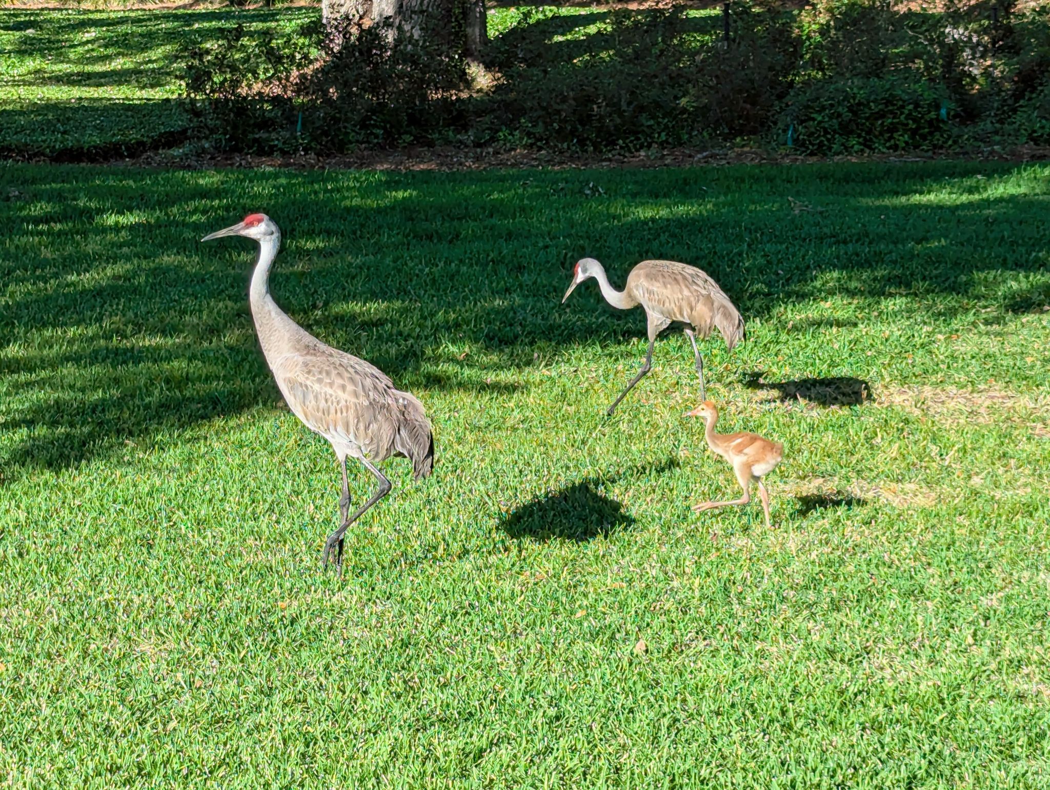 Community photo by Bill Pape | The Villages, FL, USA