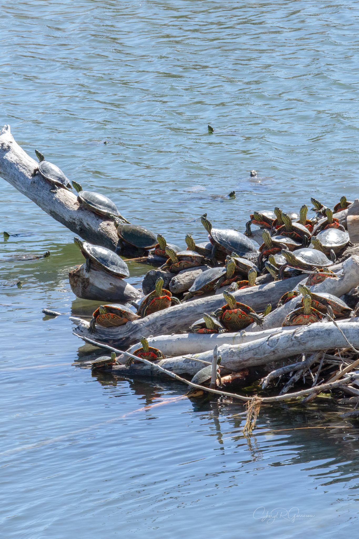 Community photo by Sheryl R Garrison | Southern Alberta, Canada