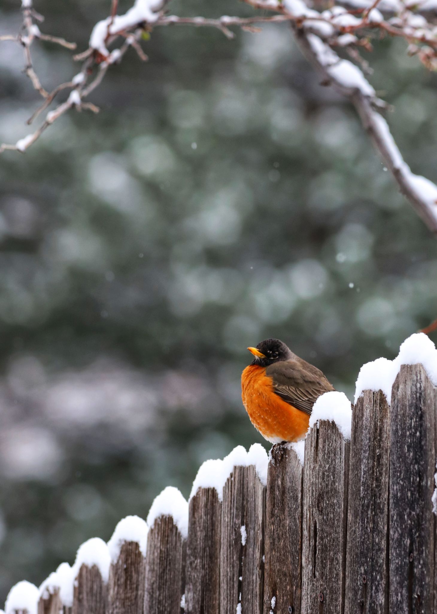 Community photo by Tawnya Silloway | Colorado Springs Colorado