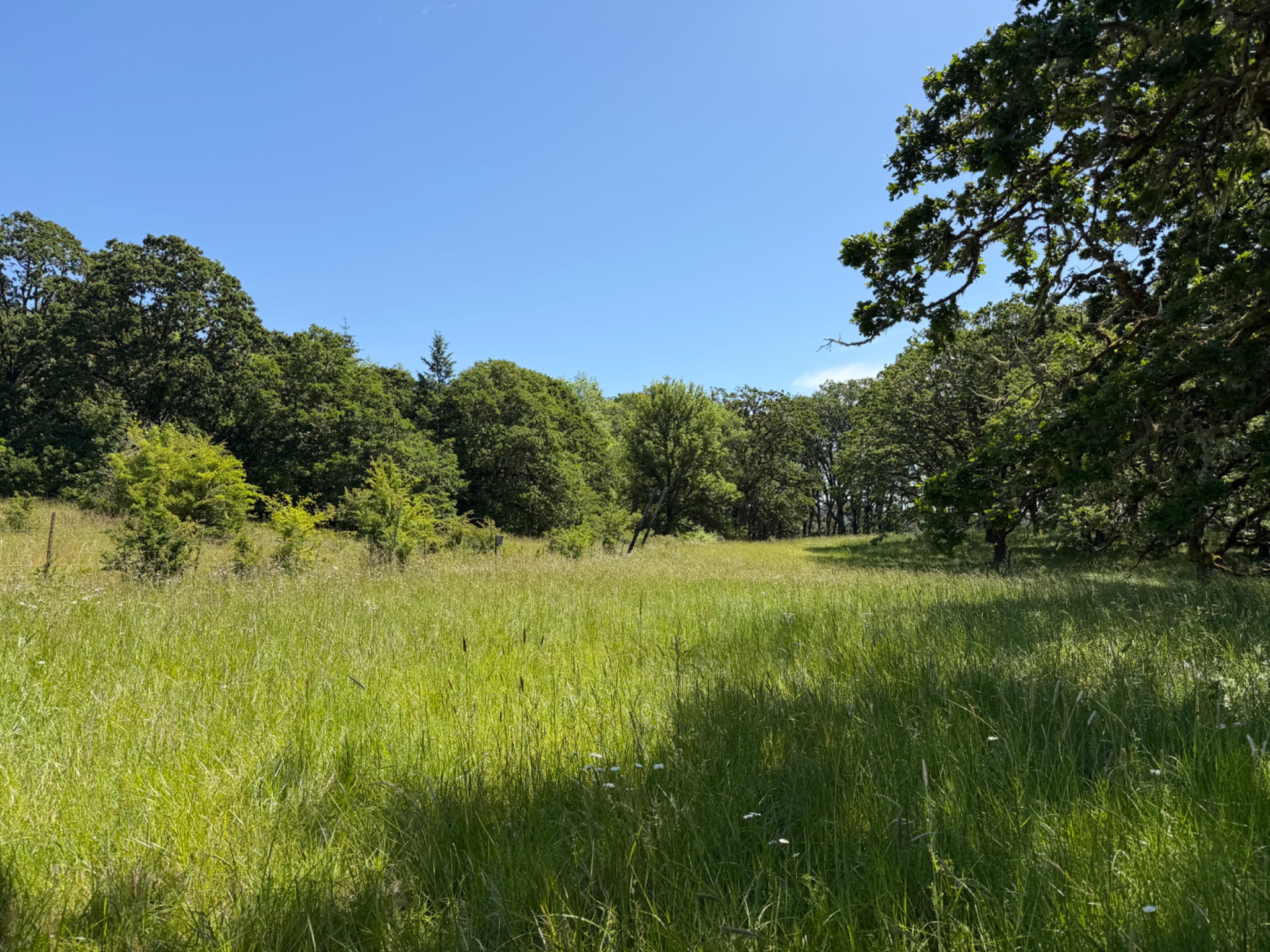 Community photo by Stefan Seyb | Oak Creek Preserve, Corvallis, Oregon