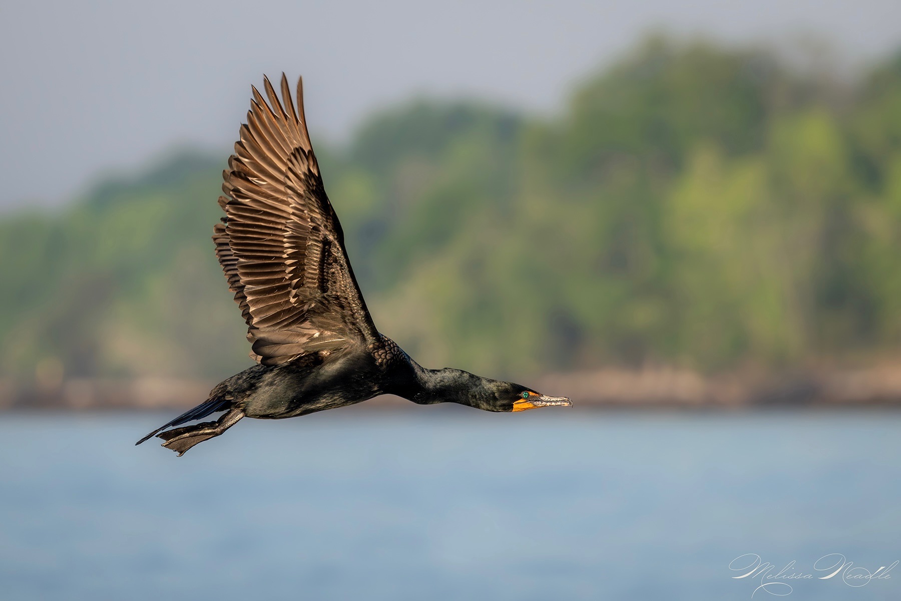 Community photo by Melissa Neadle | Chesapeake Bay, Maryland