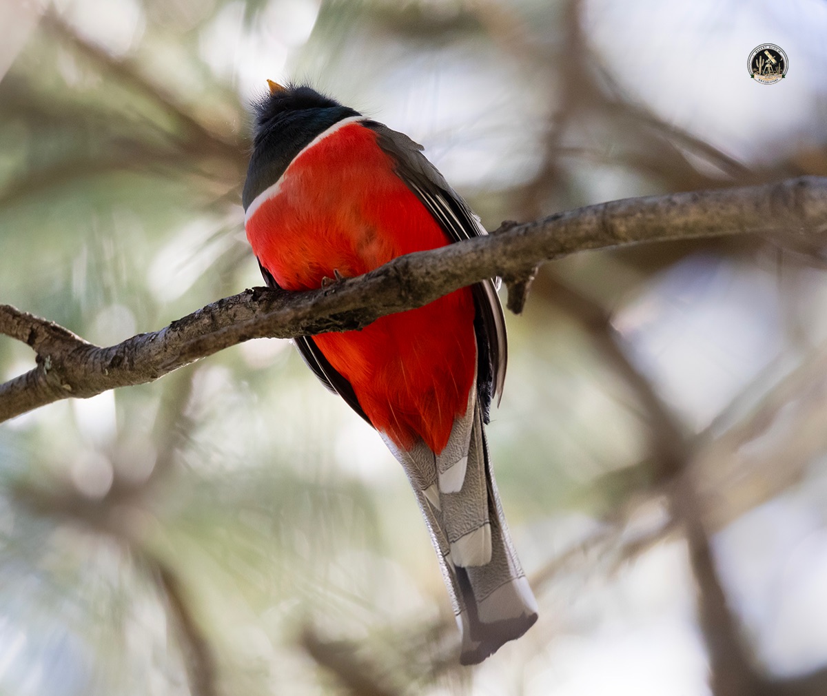 Community photo by jelieta Walinski Ph.D | Madera Canyon, AZ, USA