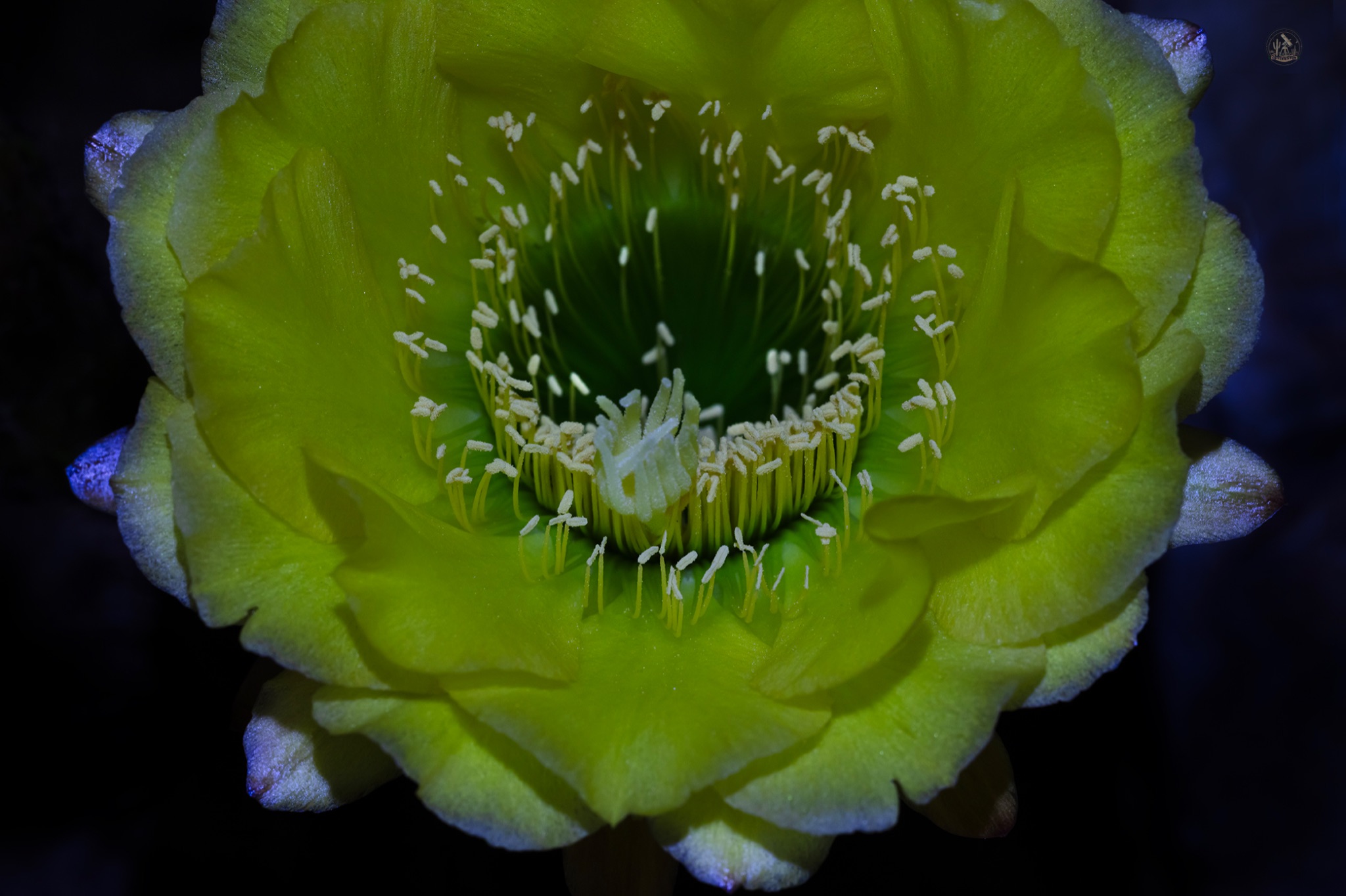 Community photo by Jelieta Walinski Ph.D | Desert Bloom Observatory, AZ, USA