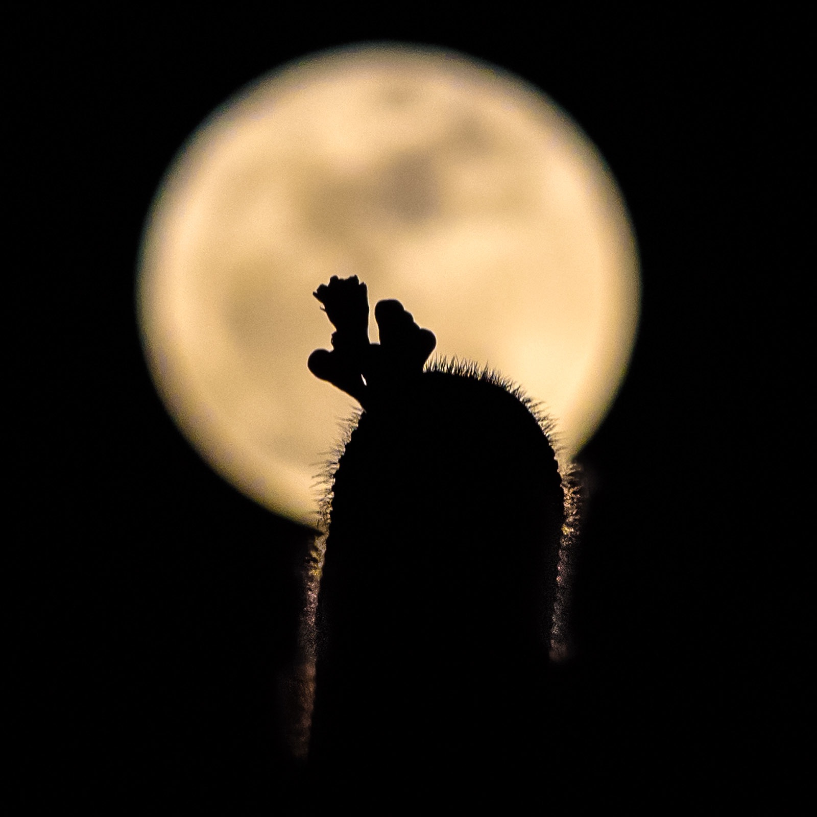 Community photo by John Ashley | Tucson, Arizona, USA