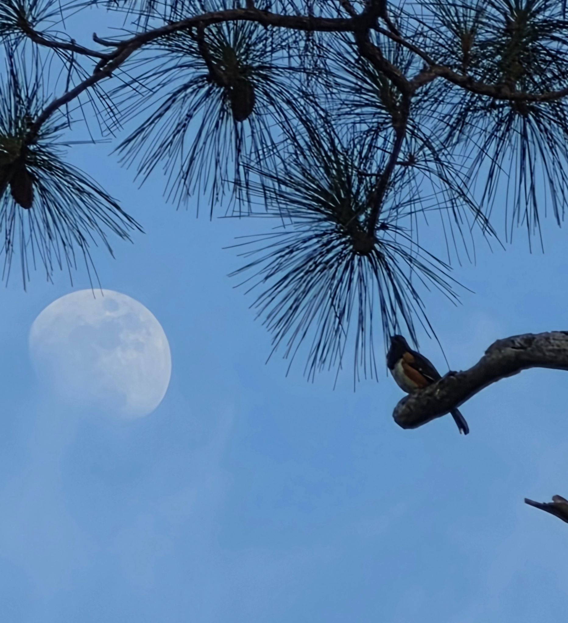 Community photo by Joseph Prendergast | Tarkiln Nature Preserve,  Pensacola,  Florida,  USA