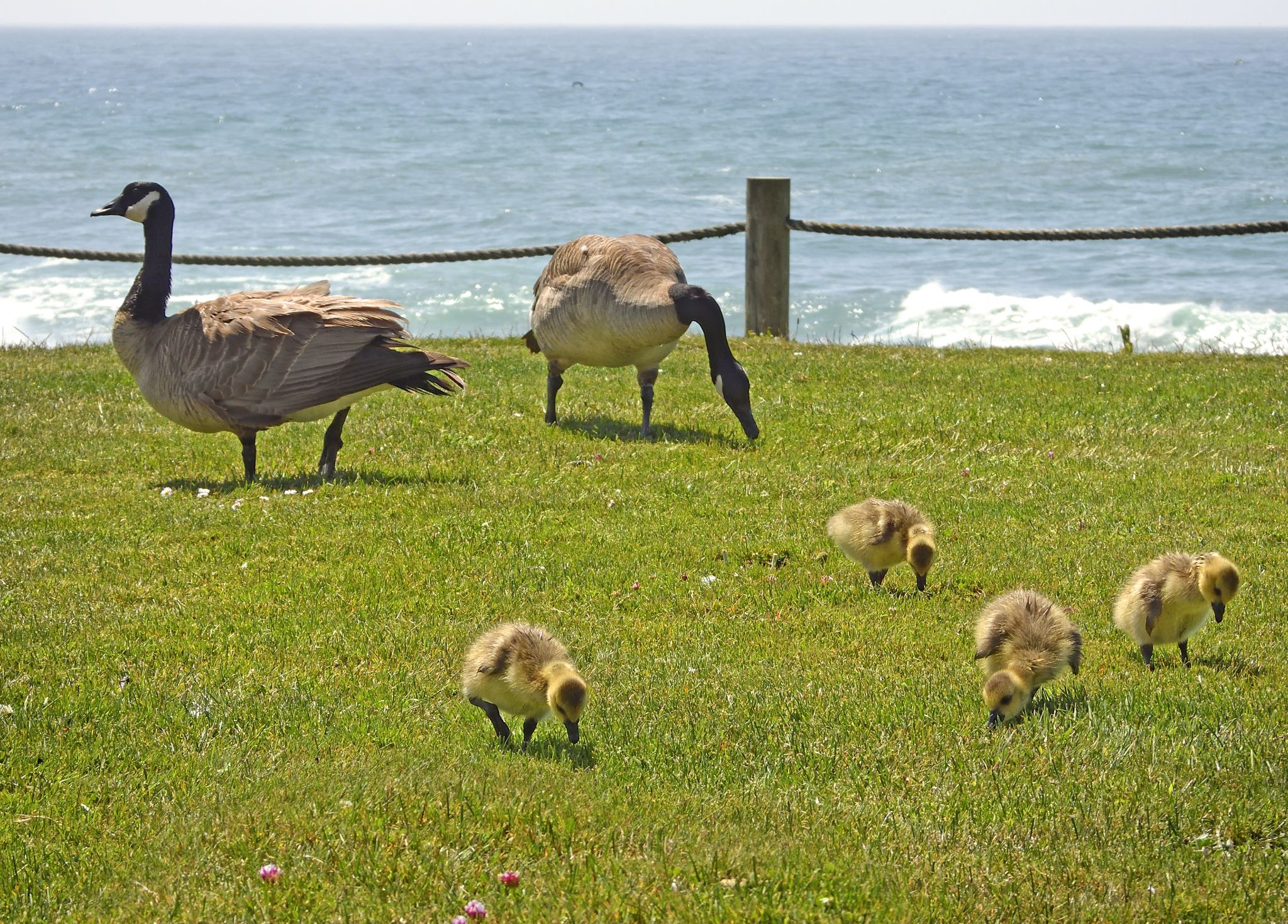 Community photo by Cecille Kennedy | Pirate Cove, Oregon