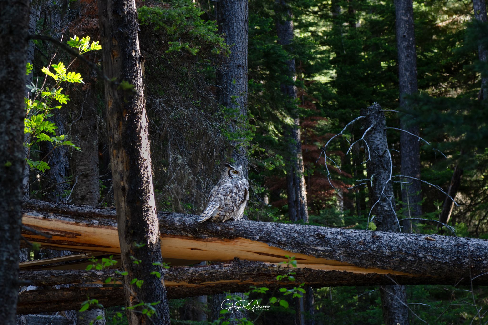 Community photo by Sheryl R Garrison | Waterton Lakes National Park, AB Canada